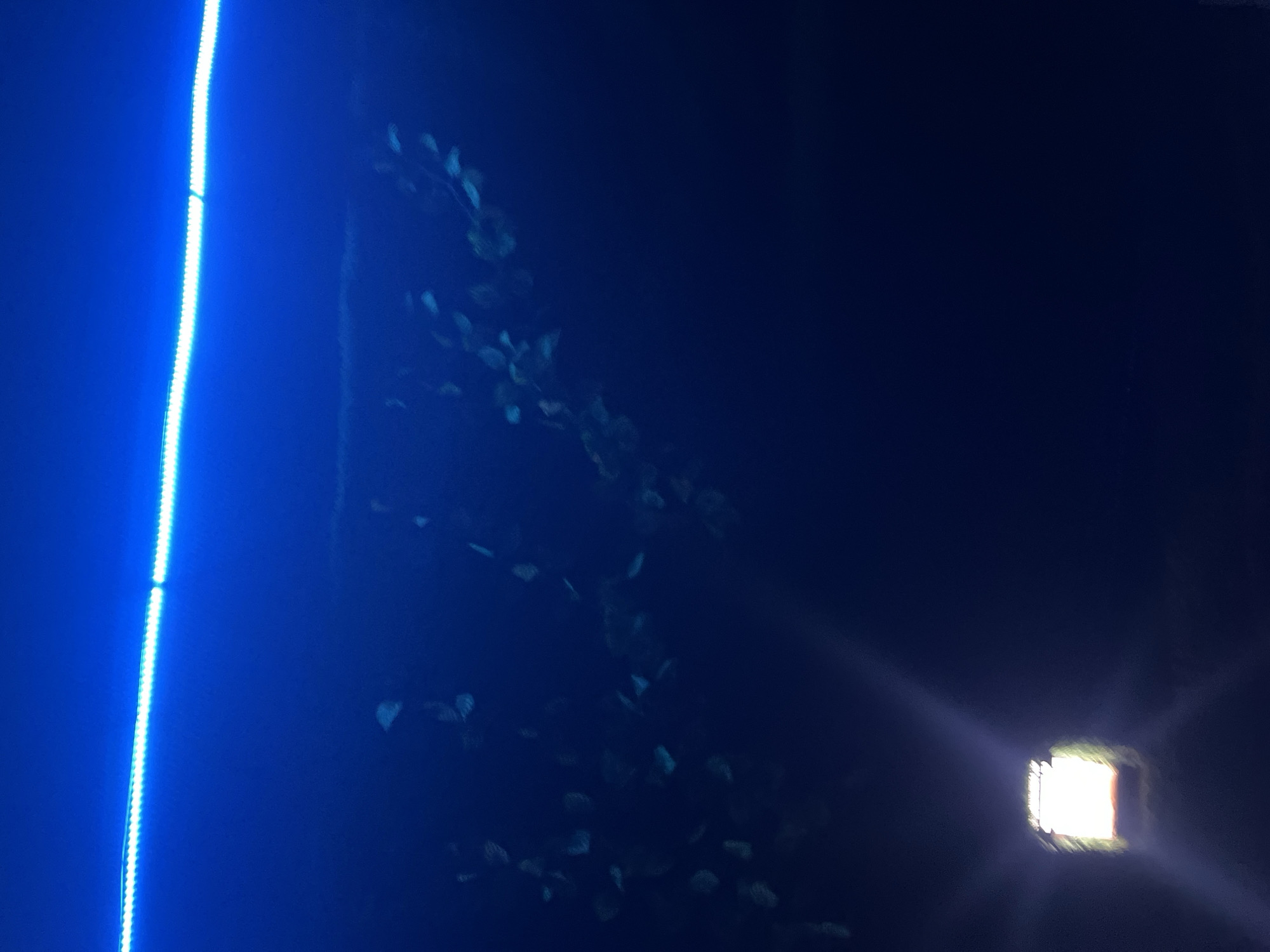 A dimly lit indoor scene with a vertical blue LED strip on the left. A plant with many leaves is faintly visible in the center, partially obscured by darkness. A bright, square light source is in the lower right corner, causing a glare. No people are visible. Location in Abuja, Nigeria, cannot be determined from the image.