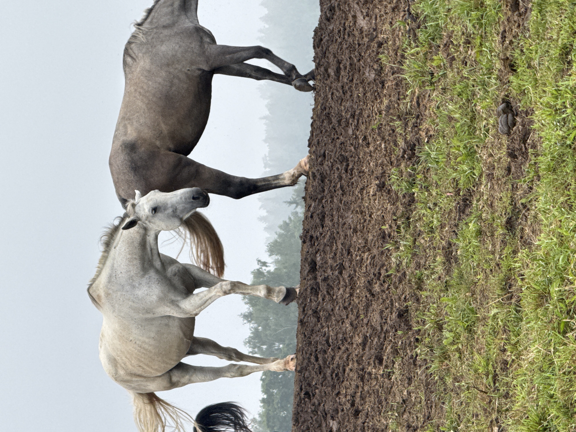 The image shows a muddy field with two horses, one light grey and one darker grey, standing on a ridge. The light grey horse is facing left with its head lowered, and its tail is flowing. The darker grey horse is facing right with its head also lowered. In the background, there is a forest covered in mist. The foreground is a grassy area with some animal droppings. The scene appears to be in Galinė, Lithuania.