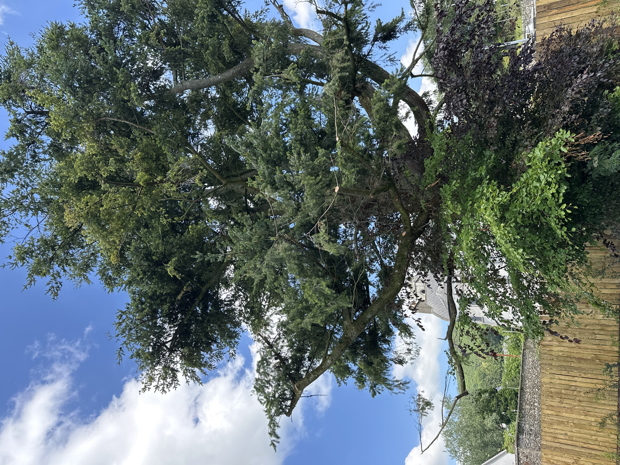 In Baltinglass, Ireland, an image captures a large, mature coniferous tree in full foliage against a bright blue sky dotted with fluffy white clouds. Several branches of the tree have been recently trimmed, evidenced by the clean cuts visible. Below the coniferous tree, a smaller tree with dark purple leaves and another with bright green leaves are growing. In the background, a stone wall and a new, tall wooden fence are visible. Behind the fence and wall, a white building with a distinct steeple, likely a church or historical structure, can be seen nestled amongst green hills. The overall scene suggests a well-maintained garden or park area within the town.