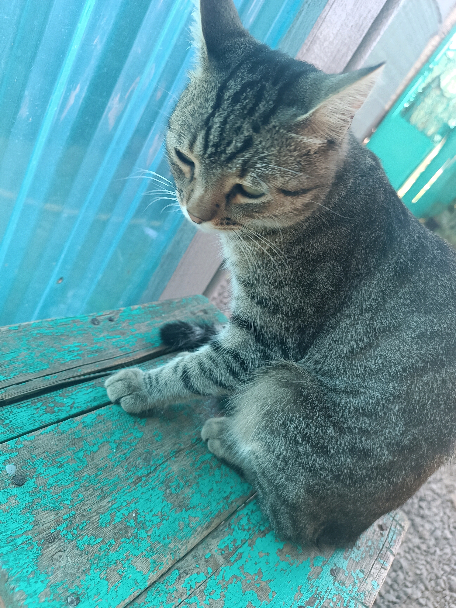 A tabby cat is sitting on a weathered, teal-painted wooden bench outdoors, with its gaze directed downwards. Behind the bench, a corrugated blue plastic sheet is visible, suggesting an outdoor structure. The scene appears to be in Vypasne, Ukraine, based on contextual information. The cat has grey and black stripes, and its paws are resting on the bench. The bench shows signs of age with peeling paint and visible nails. The background is slightly blurred, focusing attention on the cat.