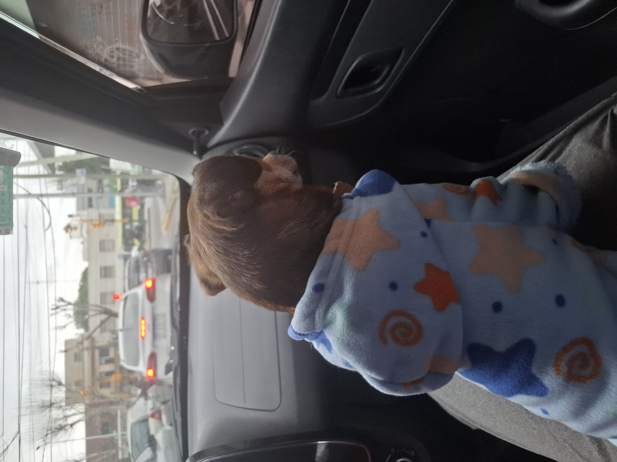 In the city of Wilde, Argentina, a brown chihuahua wearing a blue and white star-patterned pajama set sits in the passenger seat of a car. The dog is facing right, looking out the window at a traffic jam. The car is on a street with buildings and trees visible in the background. The sky is overcast.