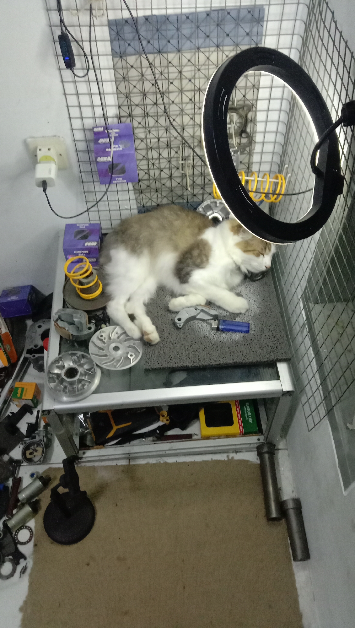 In a cluttered workshop, a tan and white cat sleeps on a gray mat atop a metal shelf. The cat is positioned on its right side, with its head resting on its paws. The shelf is filled with various motorcycle parts, including pulleys, a clutch assembly, and what appear to be drive belt components. A blue lighter and a small, gray tool are placed near the cat's paws.
The workshop environment is evident from the surrounding objects. A wire mesh grid covers the wall behind the shelf, with electrical cords and a ring light attached. Several purple boxes, possibly containing electronic components, are also visible on the shelf and the wall. Various tools and small engine parts are scattered on the floor and shelves, indicating ongoing mechanical work. The lighting appears to be a mix of overhead and the ring light, creating shadows. The floor is covered with a tan carpet. The overall scene suggests a busy workspace dedicated to motorcycle repair or customization.