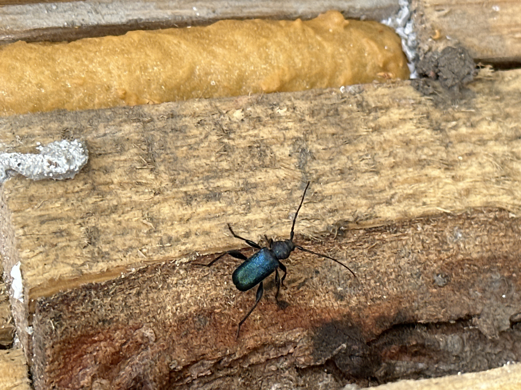 A beetle with a shiny, dark blue body and long, black antennae and legs is crawling on a weathered wooden surface. The wood appears to be part of a structure, with foam insulation visible in the background. There are also traces of white residue or mineral deposits on the wood. This image was taken in Aprilovo, Bulgaria.
