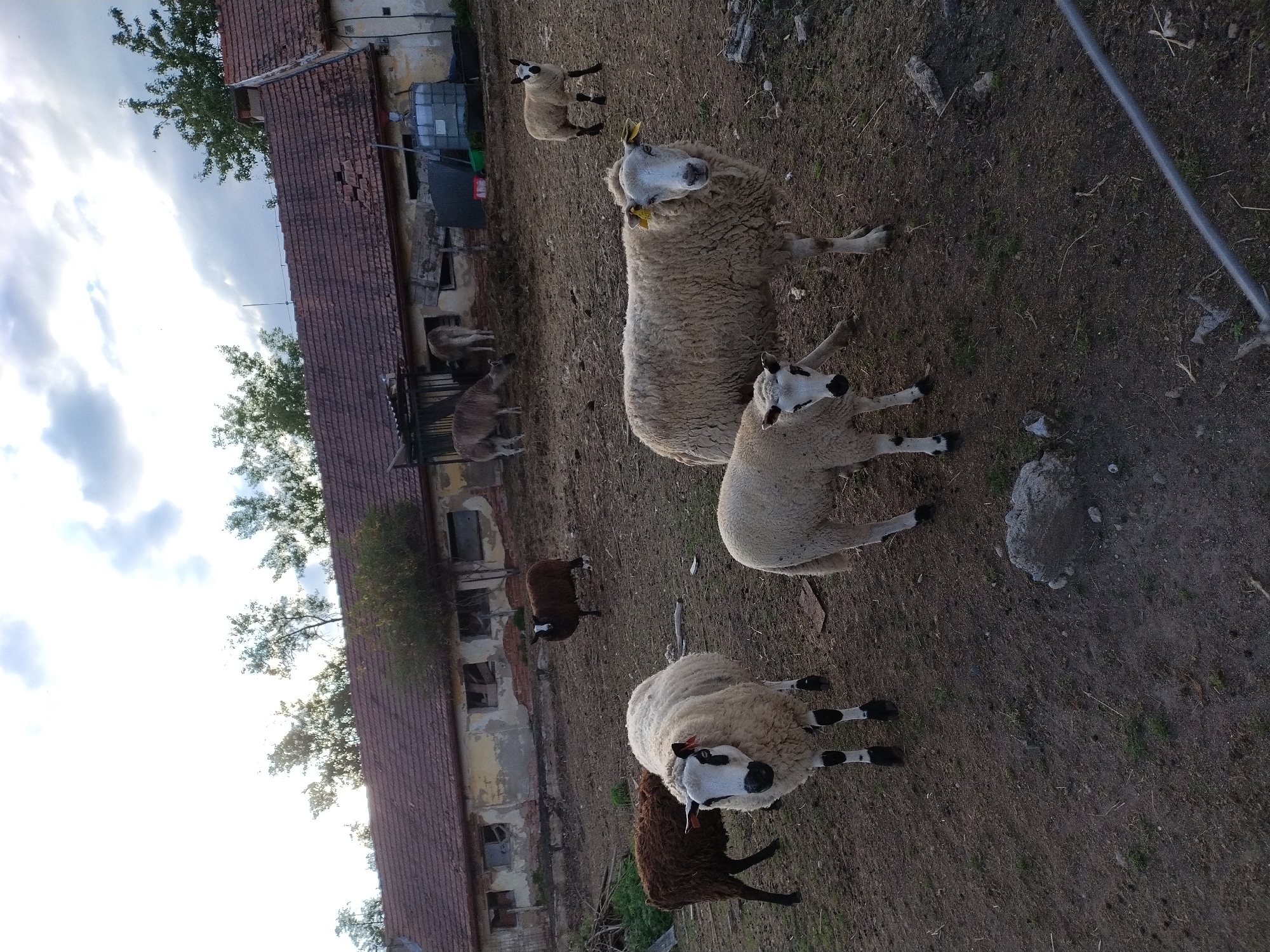 A flock of sheep, including at least five white sheep and two dark brown sheep, are gathered in a rural courtyard next to a weathered, abandoned building with a red tile roof. The building appears to be a farm structure, with broken windows and peeling paint. Several trees are visible behind the building. The ground is composed of dirt and some sparse vegetation. In the background, two lighter-colored animals, possibly goats or more sheep, are visible near a covered enclosure. A large grey water tank and a red container are also present near the building. The sky is partly cloudy. The image captures a scene of rural life, with a focus on the sheep in their natural environment.