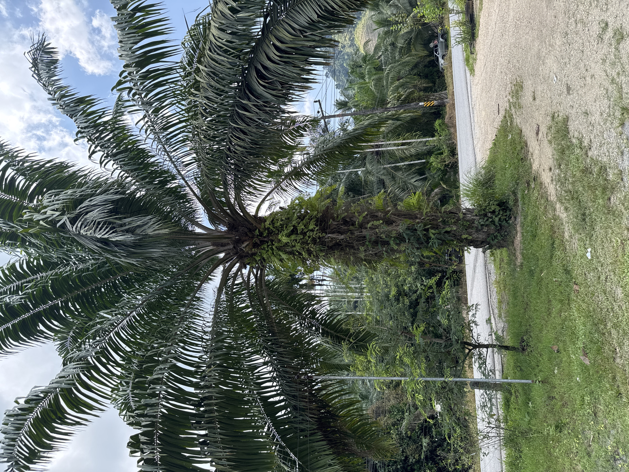 The image depicts a palm tree standing tall beside a road in Tambon Song Phraek, Thailand. The tree's trunk is visible, covered with some clinging vegetation. Its fronds stretch upwards towards the cloudy sky. A road runs parallel to the tree, with greenery lining its edge. Power lines are visible in the background, traversing between the other palm trees. Another road follows on the other side of the palm tree. The scene suggests a rural or suburban environment.