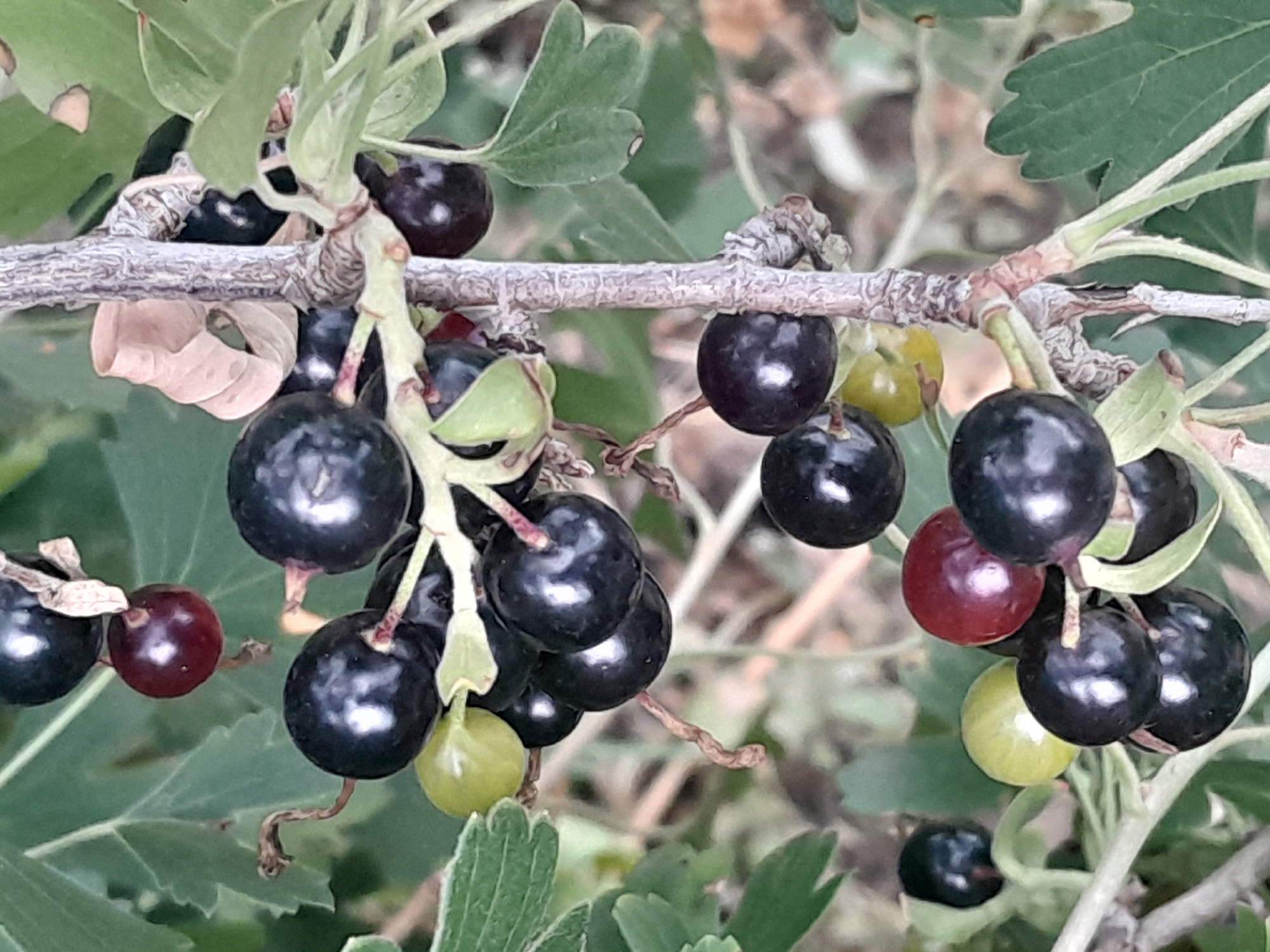 This is a close-up, eye-level, vertical, natural light, outdoor photograph of a cluster of ripening blackcurrants on a branch. The berries are predominantly dark purple-black and appear plump and glossy, with some showing hints of red or green, indicating different stages of ripeness. Several light green leaves with visible veins are interspersed among the berries, along with a thin, rough-textured, light brown stem. The background consists of out-of-focus green foliage. The scene is detailed and sharp, focusing on the texture and color variations of the fruit and plant. The photograph is taken in the city of Unknown, Unknown.