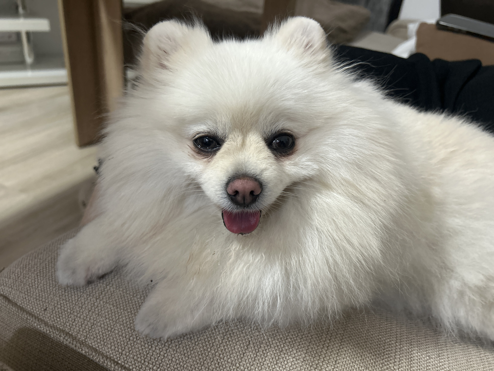 The image shows a close-up of a white Pomeranian dog lying on a textured fabric surface. The dog is facing the camera with its tongue slightly out, appearing to be panting. Its eyes are dark and round, and its nose is pink. The background is blurred, showing hints of furniture and possibly a window. The lighting suggests an indoor setting. There is no discernible location in the city of Varna, Bulgaria, or any people present in the image.