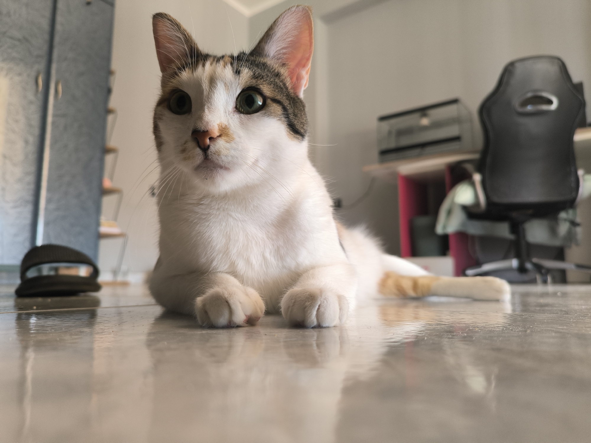 A calico cat with white, orange, and black markings lies on a glossy, tiled floor. Its green eyes are open and looking towards the viewer. The cat's paws are tucked underneath its body. In the background, a black office chair, a glass terrarium on a shelf, and a blue cabinet are visible. A dark-colored slipper is positioned to the left of the cat. The scene appears to be indoors, in a room with neutral-colored walls and flooring. There is no indication of the specific location within the Municipal Unit of Acharnes, Greece.