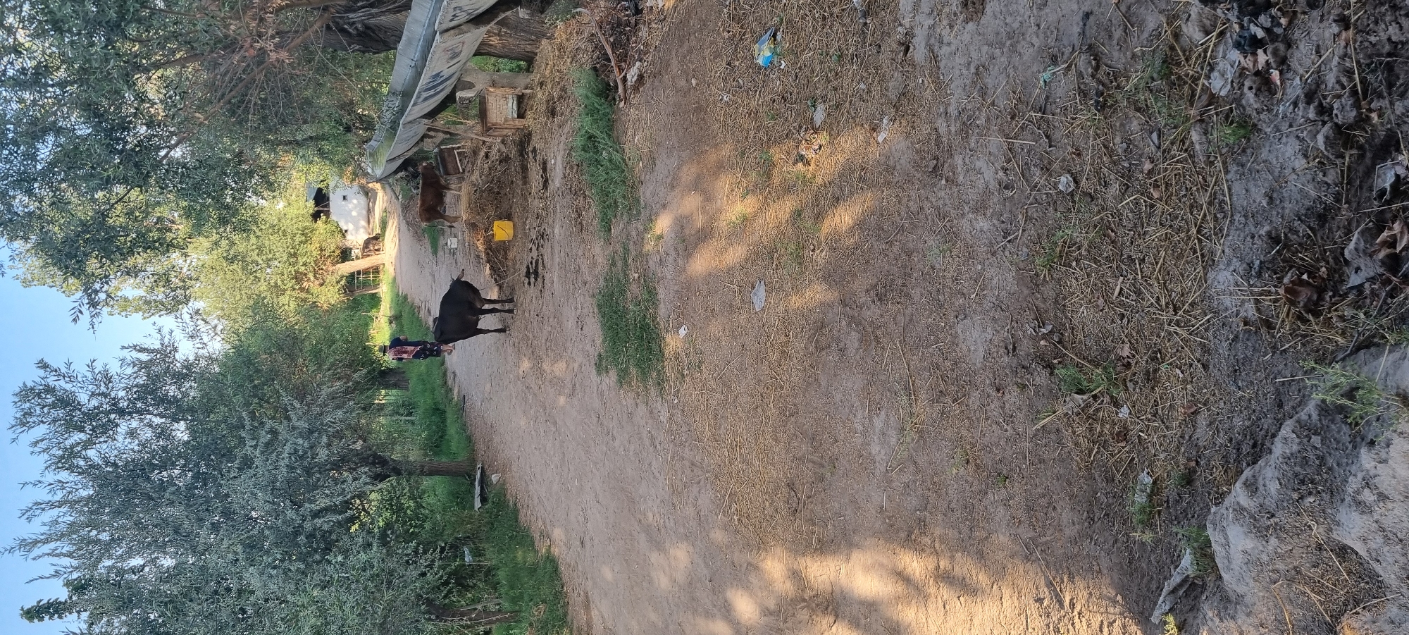 In Ҷомӣ, Tajikistan, a dirt path lined with trees leads towards a rural property. A dark-colored animal, possibly a goat or a young bull, stands on the path facing away from the camera, tethered by a rope. Further up the path, a person wearing a hat and a patterned scarf is walking away from the camera. To the right of the path, a trough filled with water runs parallel to the path. Piles of hay or straw are visible next to the trough, with a yellow bucket placed on the ground. A young brown animal, likely a calf, stands near the hay. The ground is a mix of dirt, dry grass, and scattered debris. The environment suggests a farm or a rural homestead.