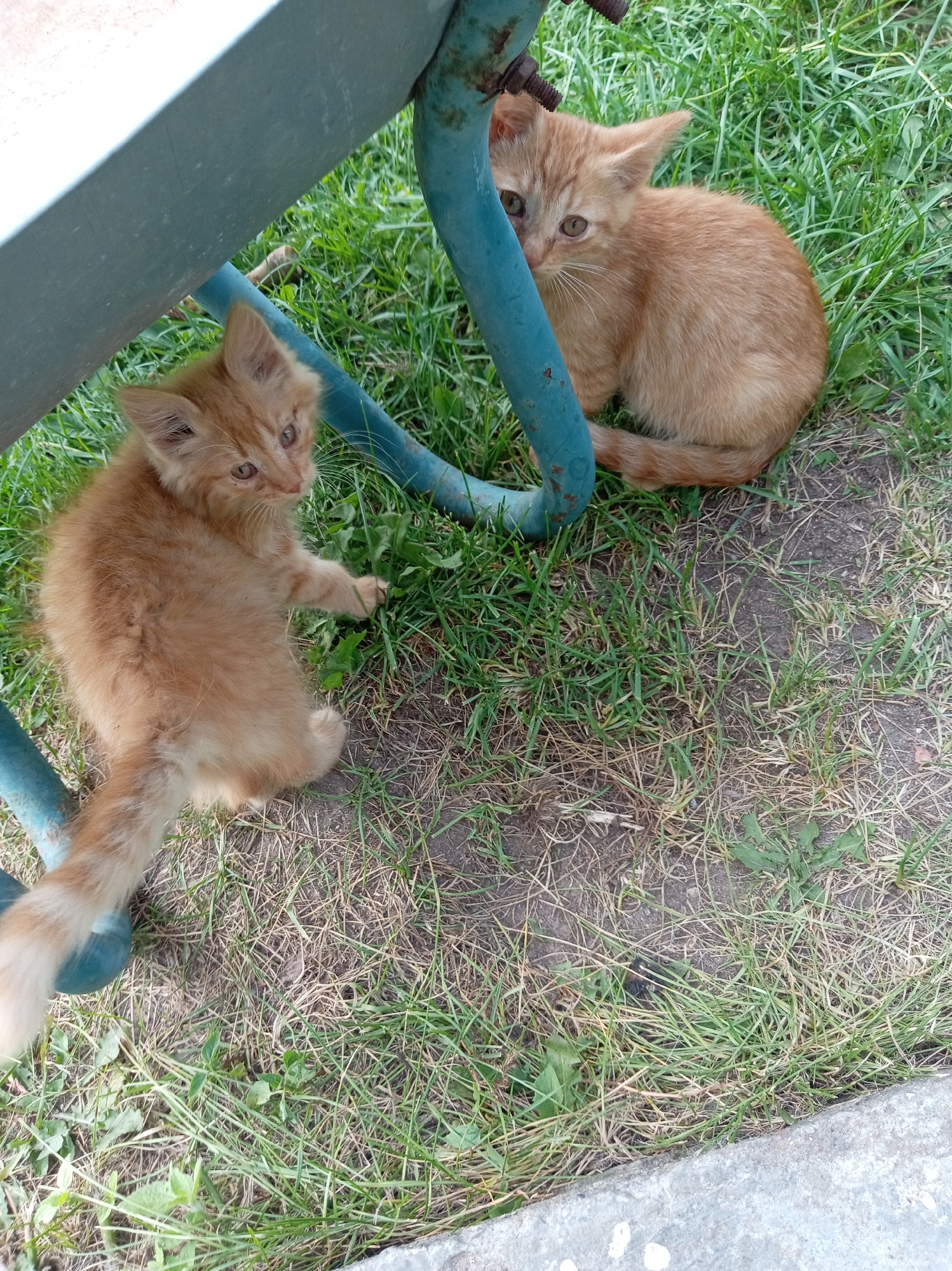 Two ginger kittens are sitting on the grass under a light blue metal structure. The kitten on the left is facing away from the camera, looking to its left. The kitten on the right is facing the camera, peeking out from behind the metal structure. The grass is a mixture of green and dry blades, with patches of bare earth visible. The metal structure appears to be part of some outdoor furniture or a play structure. The scene is likely outdoors, in a park or yard, in the Тумілавіцкі сельскі Савет, Belarus.