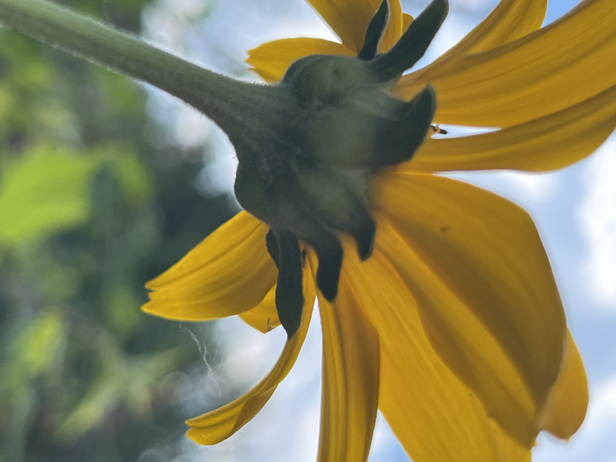 The image is a close-up, low-angle shot of a yellow flower, likely a sunflower, seen from below. The flower's stem and the underside of its petals are prominently featured, with the bright yellow petals appearing velvety and textured. The background is blurred, showing hints of green foliage and a bright blue sky with wispy white clouds, suggesting an outdoor setting during daytime, possibly a sunny day with light cloud cover.
The perspective of the shot, looking up at the flower, emphasizes its structure. The stem is thick and green, covered in fine hairs. The calyx, the part of the flower from which the petals emerge, is dark green and textured, with several dark, pointed sepals visible. One of the yellow petals curves dramatically, extending towards the bottom right of the frame. A delicate strand of spider silk is visible, draped across the stem and a petal, adding a subtle detail to the natural scene. A tiny insect, possibly a bee or fly, is visible on one of the petals on the left side of the image.
The overall impression is one of natural beauty and intricate detail, with the focus on the textures and forms of the flower. The bright yellow of the petals contrasts with the darker green of the stem and sepals, and the soft blue of the sky. There is no visible text in the image. The location context provided is Dnipro, Ukraine, which, combined with the natural elements, suggests a scene from a garden or a field.