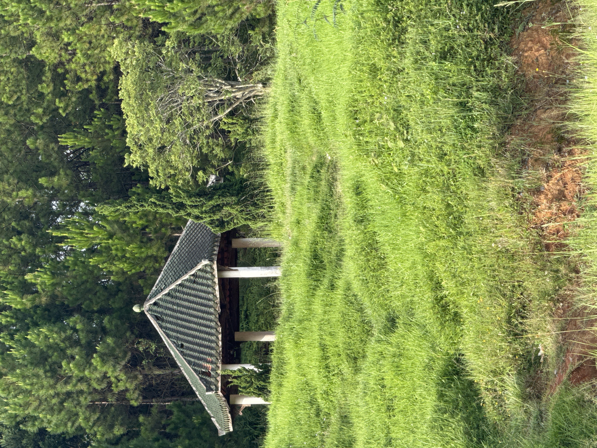 This media file shows a picturesque scene in Da Lat, Vietnam, featuring a small, traditional-style gazebo nestled amidst lush greenery. The gazebo, with its distinctive multi-tiered, dark green tiled roof and white support columns, sits on a grassy slope. The surrounding area is dominated by vibrant, tall green grass, characteristic of the hilly terrain of Da Lat. Behind the gazebo and to the left, dense pine trees and other deciduous trees create a verdant backdrop, suggesting a natural park or a secluded garden setting.
The image captures a serene moment, likely during daylight hours with clear weather, as indicated by the bright illumination and the overall freshness of the landscape. The texture of the grass is prominent, showing variations in height and density, with some patches appearing slightly worn or trampled, hinting at a well-trodden path leading towards the gazebo. The soil on the right side of the frame appears reddish-brown, a common soil color in tropical regions.
There are no people or explicit activity depicted, inviting contemplation of a peaceful, natural environment. The overall mood conveyed is one of tranquility and natural beauty, typical of the cool, misty highlands of Da Lat. The image is a still shot, with no discernible text.