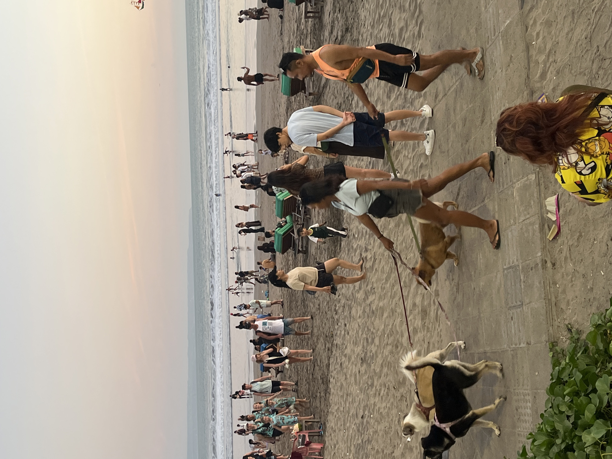 The image depicts a crowded beach at dusk, identified as Kuta, Indonesia, given the context. The sky transitions from pale yellow at the horizon to light pink higher up. Approximately 50-60 individuals, comprising adults and children, are distributed across the sandy beach and within the shallow ocean waters.
In the immediate foreground, a woman with reddish-brown hair, wearing a yellow shirt patterned with a cartoon character (Garfield), is seated on the sandy ground. Green leafy vegetation is present to her left. Two pairs of human legs are visible, walking away from the viewer; one is shod in flip-flops, the other in white sneakers. A woman with bare feet, dressed in a light-colored top and dark shorts, walks leftward, accompanying three leashed dogs: a black and tan dog in a pink harness, a tan and white long-haired dog, and a light brown dog. Adjacent to her, a man in an orange tank top, black shorts with white stripes, and flip-flops, carrying a teal fanny pack, walks rightward, also holding a leash.
The midground is populated by numerous people standing and walking. Several beach loungers with green cushions are scattered on the sand. A young boy in a dark and light collared shirt walks rightward. A young man in a light blue t-shirt stands facing away, hands clasped behind his back, next to a woman holding a mobile phone. Closer to the water, individuals and small groups are dispersed, with some children playing in the breaking waves. A person on the right is visible using a mobile phone, likely to capture an image.
The background features the ocean with moderate waves cresting towards the shore. A distant landmass is discernible on the horizon. High in the upper right sky, a large, multicolored kite shaped like a pirate ship with sails is flying. A faint aerial object or contrail is observed in the upper left sky.