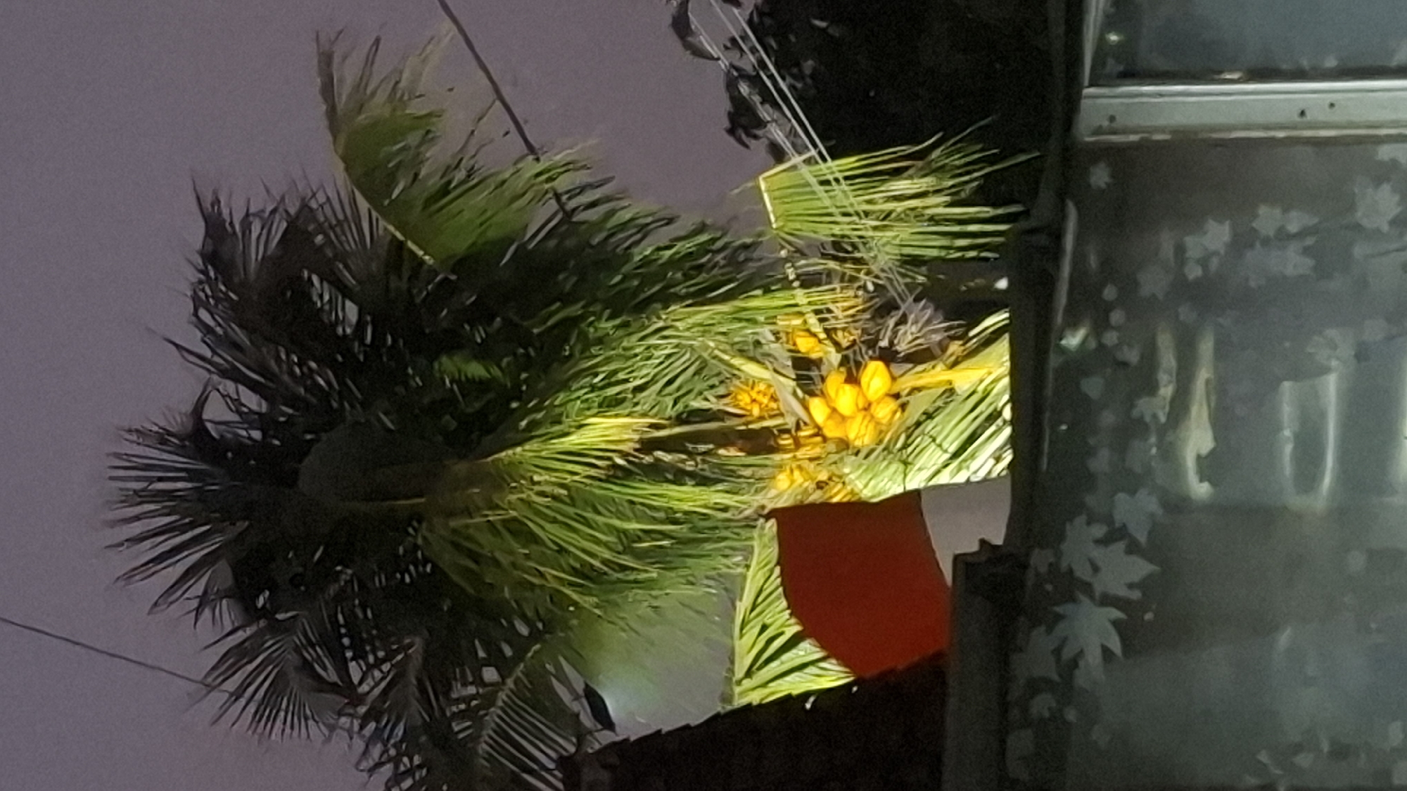 This image depicts a close-up view of a coconut palm tree at night, with its yellow coconuts illuminated by a light source. The palm fronds are a vibrant green, contrasting with the dark, hazy sky. In the foreground, a blurred, dark surface with a reddish-orange object is visible, possibly a part of a building or structure. The overall scene is dimly lit, suggesting it was captured in an outdoor setting after dark in Cibinong Hilir, Indonesia.