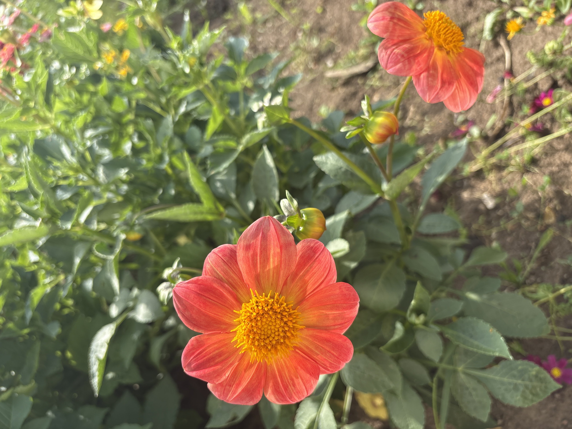 An overhead shot captures a vibrant red-orange dahlia flower in the foreground, its petals unfurling towards the viewer. The dahlia's center is a dense cluster of yellow stamens, creating a striking contrast with the red-orange petals that exhibit subtle yellow streaks. To the right of the main flower, a smaller, partially bloomed dahlia of a similar hue is visible, accompanied by two unopened buds. The backdrop is a lush garden of green foliage, with hints of other colorful flowers and the earthy brown soil of the ground. The lighting suggests a sunny day, with some areas of dappled light and shadow. This image was taken in a garden in Bolshelug, Russia.