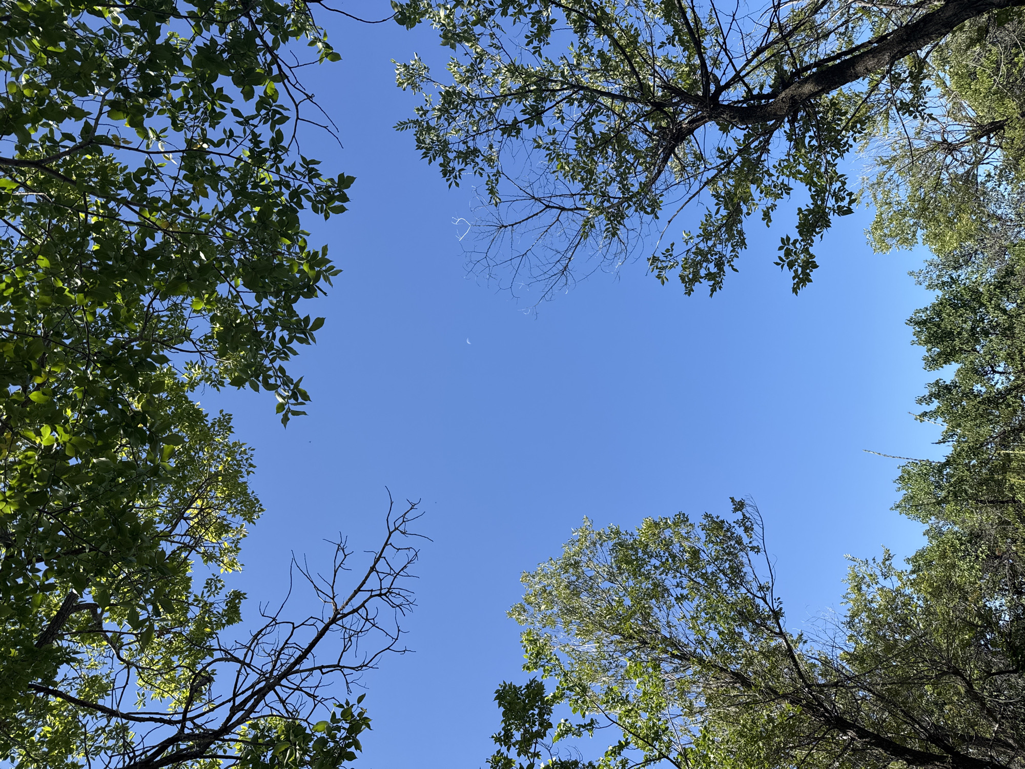 The image is a low-angle shot looking up at a clear blue sky, framed by the branches and green leaves of trees. In the upper center of the sky, a small, pale crescent moon is visible. The trees appear to be in a natural or semi-natural environment, possibly a park or wooded area within or near Basbeshik, Kyrgyzstan, given the prompt's context. There are no people or specific man-made structures clearly depicted that would definitively place the scene within a city setting, though the presence of trees suggests an area with vegetation. The overall impression is one of a bright, sunny day with a hint of celestial observation.