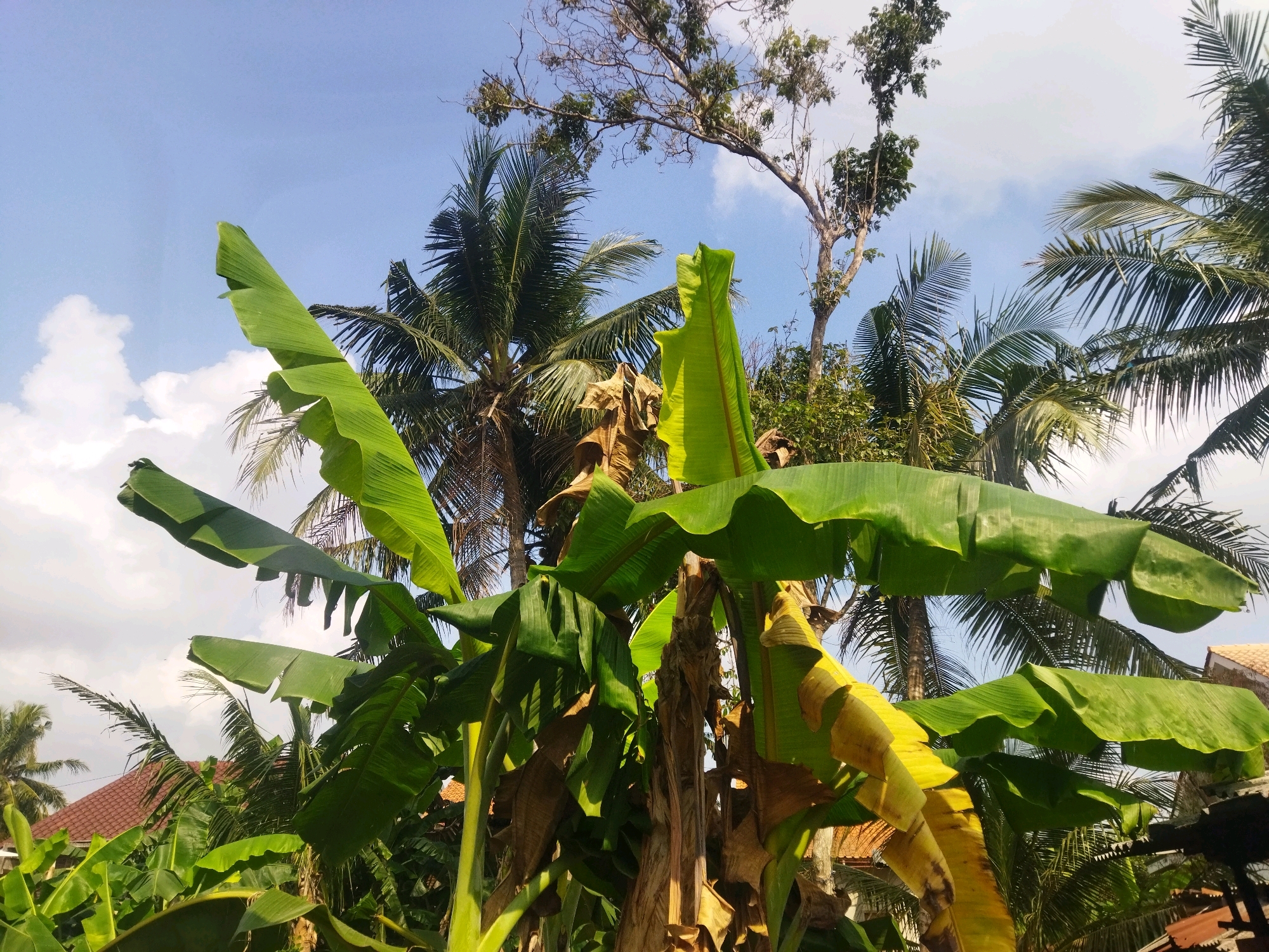 The image displays a cluster of banana trees with lush green leaves and some dried, brown leaves. The trees are in the foreground, with their broad leaves reaching towards the sky. In the background, a clear blue sky with scattered white clouds is visible. There are also palm trees and other vegetation, suggesting a tropical or subtropical environment. A section of a reddish-brown tiled roof, possibly belonging to a house, is visible on the right side of the image. The scene appears to be an outdoor setting, likely in a residential area given the presence of the house roof. The overall impression is one of natural abundance and a sunny day. The location is identified as the city of Kesugihan, Indonesia.
