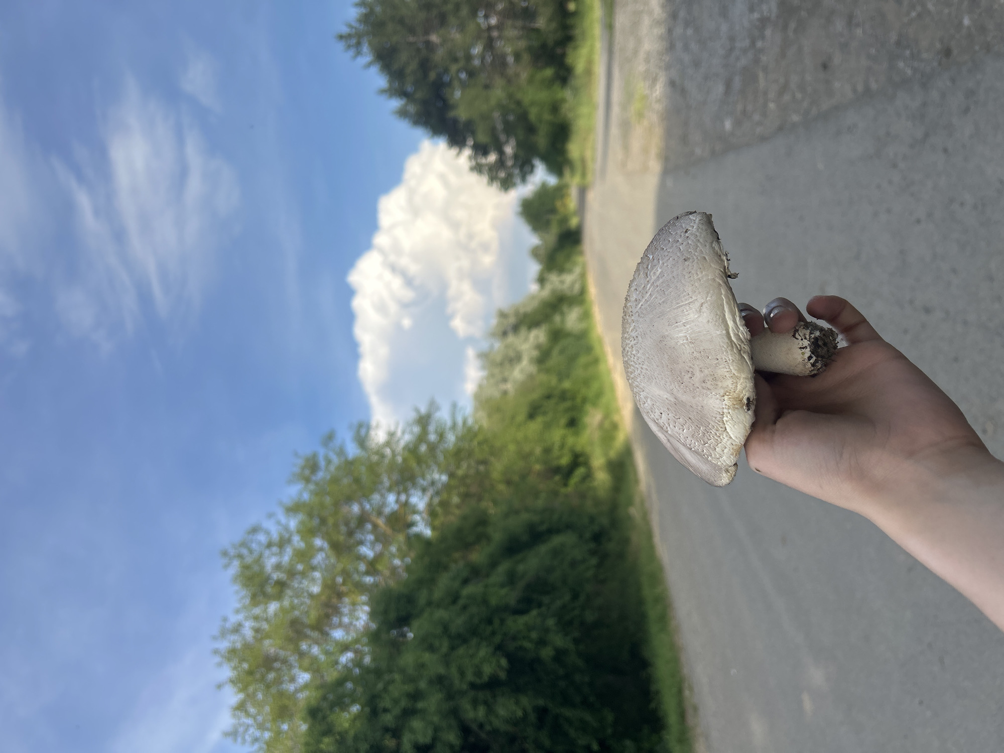 An outdoor, rotated photograph shows a hand holding a large, pale mushroom against a background of trees, a paved path, and a blue sky with clouds. The image is oriented such that the sky is on the left and the ground/path is on the right.
The central subject is a human hand, appearing to be that of a child or a small adult, holding a substantial mushroom. The mushroom has a broad, off-white to light gray cap with visible scales or texture, and a thick, sturdy stem. The underside of the cap is partially visible. The hand grips the stem near the base, which appears to have some dirt or debris attached.
In the background, a clear blue sky dominates the upper left, featuring a large, fluffy white cumulus cloud prominently positioned towards the center. Other thinner, wispy clouds are also visible. Below the sky, dense green trees and foliage line what appears to be a paved road or pathway, which recedes into the distance on the right side of the image. The sunlight suggests it is daytime, casting clear illumination on the scene. There is no visible text in the image. The setting appears to be a natural or semi-natural outdoor environment, possibly a park, forest edge, or rural area.