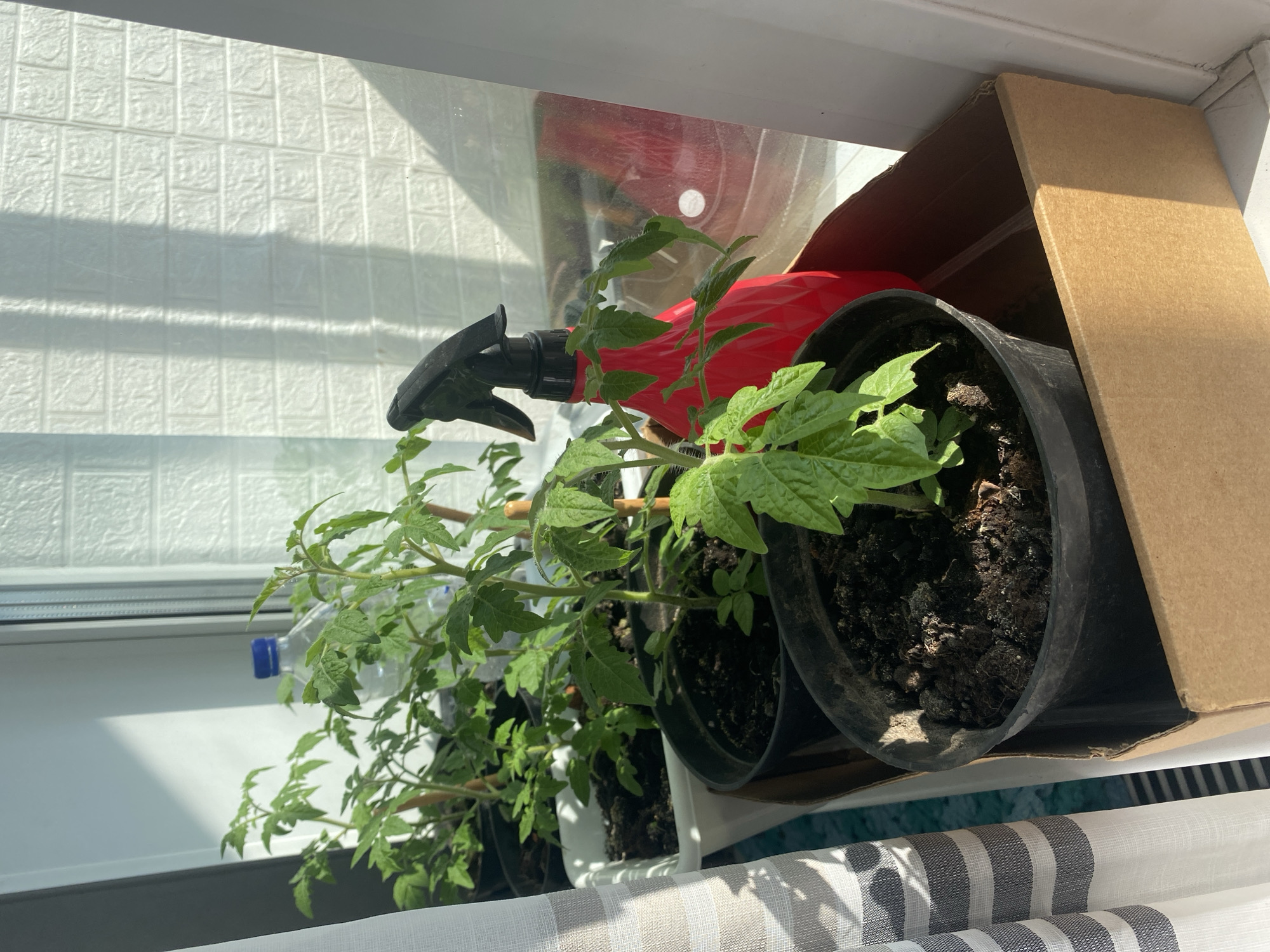 The image shows several young tomato plants in pots on a windowsill, likely in Novosibirsk, Russia, given the typical window style and sun exposure. The plants, in various stages of growth, are a vibrant green and are supported by small wooden stakes. One pot contains a particularly healthy-looking plant in the foreground. To the right of the plants, a bright red spray bottle with a black nozzle is positioned, suggesting recent watering or preparation for it. Behind the plants, a partially visible plastic bottle with a blue cap can be seen. The windowsill appears to be part of an interior space, with a curtain on the left side and a white, textured wall or blinds in the background, marked by sunlight and shadow patterns. The plants are arranged in a cardboard box. No people are visible in the image.