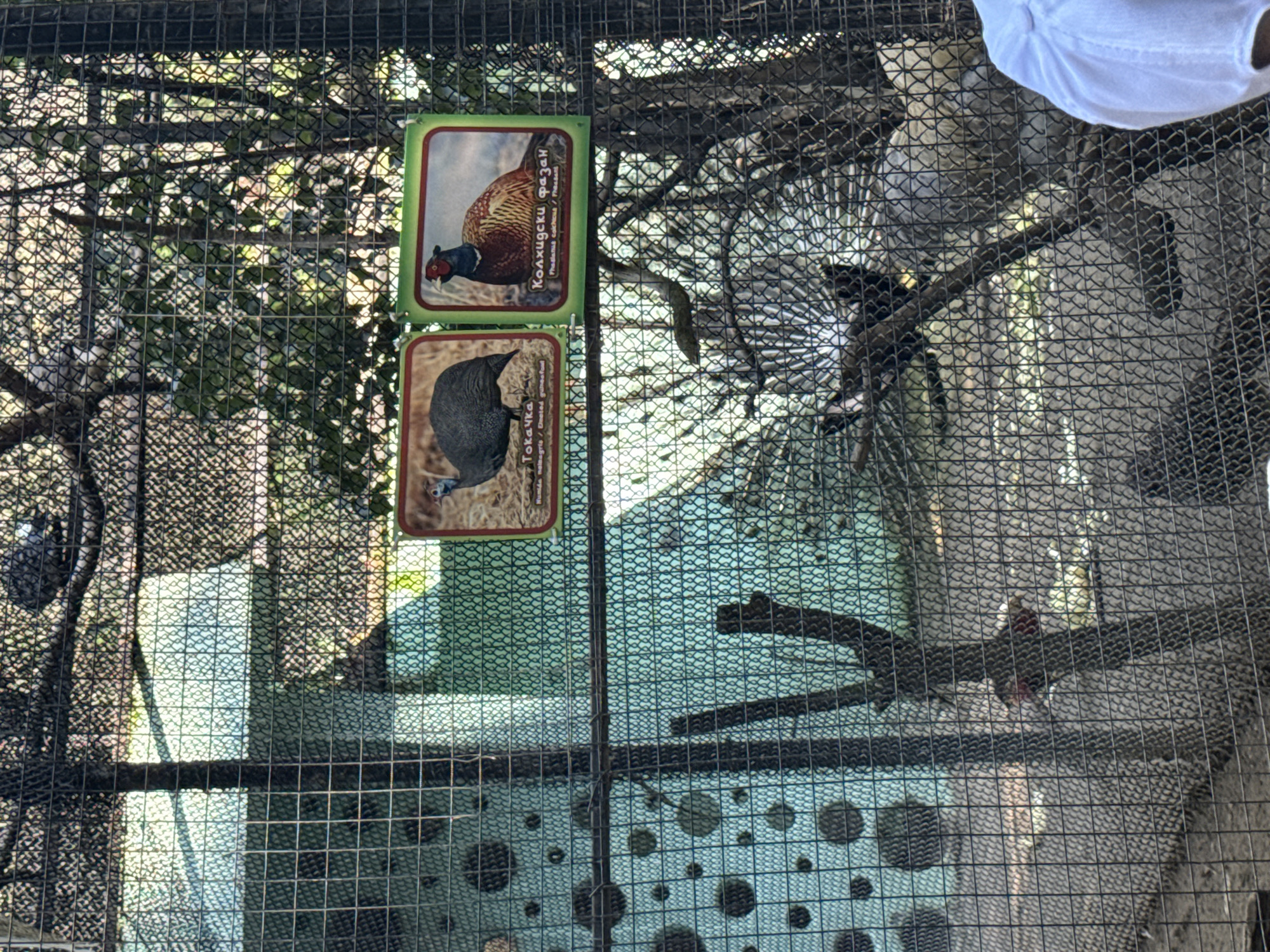 An outdoor zoo enclosure with a wire fence contains two informational signs and several birds. The sign on the left displays an image of a helmeted guinea fowl and is labeled "Токачка" (Tokachka). The sign on the right features a pheasant and is labeled "Колхидски фазан" (Kolkhidski fazan). Two helmeted guinea fowls are visible within the enclosure. One is positioned near the left sign, and another, partially obscured, is seen in the background. A pheasant is also present, located near the right sign. In the deeper background, a peacock with its tail fanned out is visible. A person wearing a white shirt is partially visible in the lower right corner of the frame. The enclosure appears to be a naturalistic habitat with trees and foliage.