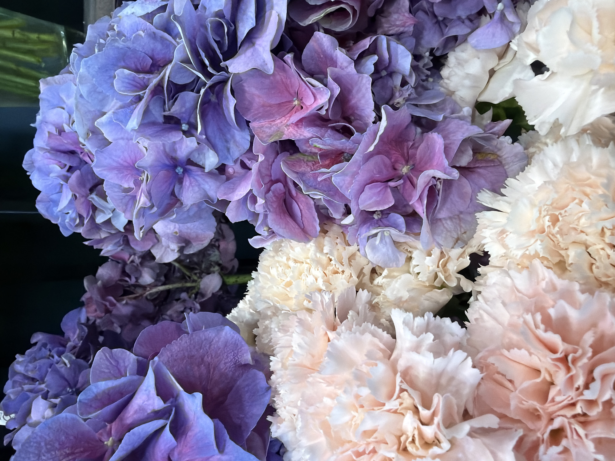 A close-up, overhead shot captures a vibrant bouquet of flowers. In the foreground, soft, peach-colored carnations with delicate, ruffled petals dominate the left and bottom portions of the frame. Their texture is soft and layered. To the right and top, large clusters of hydrangeas in shades of deep purple, lavender, and light blue create a striking contrast. The hydrangeas have a dense, rounded form, with individual florets showcasing intricate layering and varied hues. Some of the hydrangea petals have delicate white edges, adding a subtle highlight. The background is dark and out of focus, with hints of green foliage and possibly a glass vase on the far right, suggesting a floral arrangement in a dimly lit setting. The overall impression is one of abundant, natural beauty and rich color.