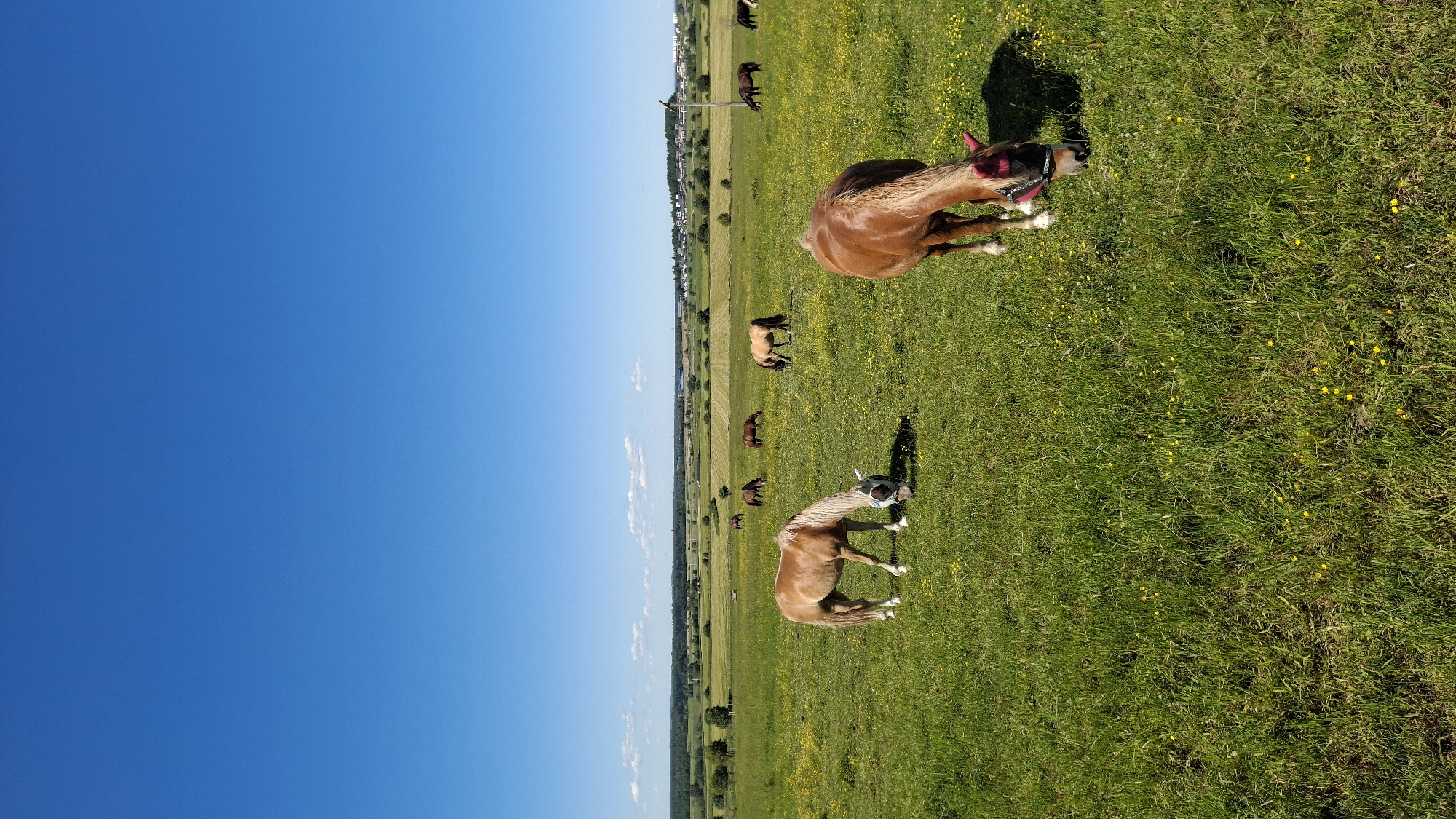 A herd of horses grazes in a lush green field under a clear blue sky in Kaporskoe, Russia. The field is dotted with small yellow wildflowers, and in the distance, a treeline borders the horizon, beyond which a few buildings are visible. Two horses are in the foreground, one light brown with a white mane, and another darker brown with a pink halter, both with their heads down grazing. Other horses are scattered throughout the field, some closer to the treeline, also grazing. The scene is idyllic and peaceful, depicting a typical rural summer day.