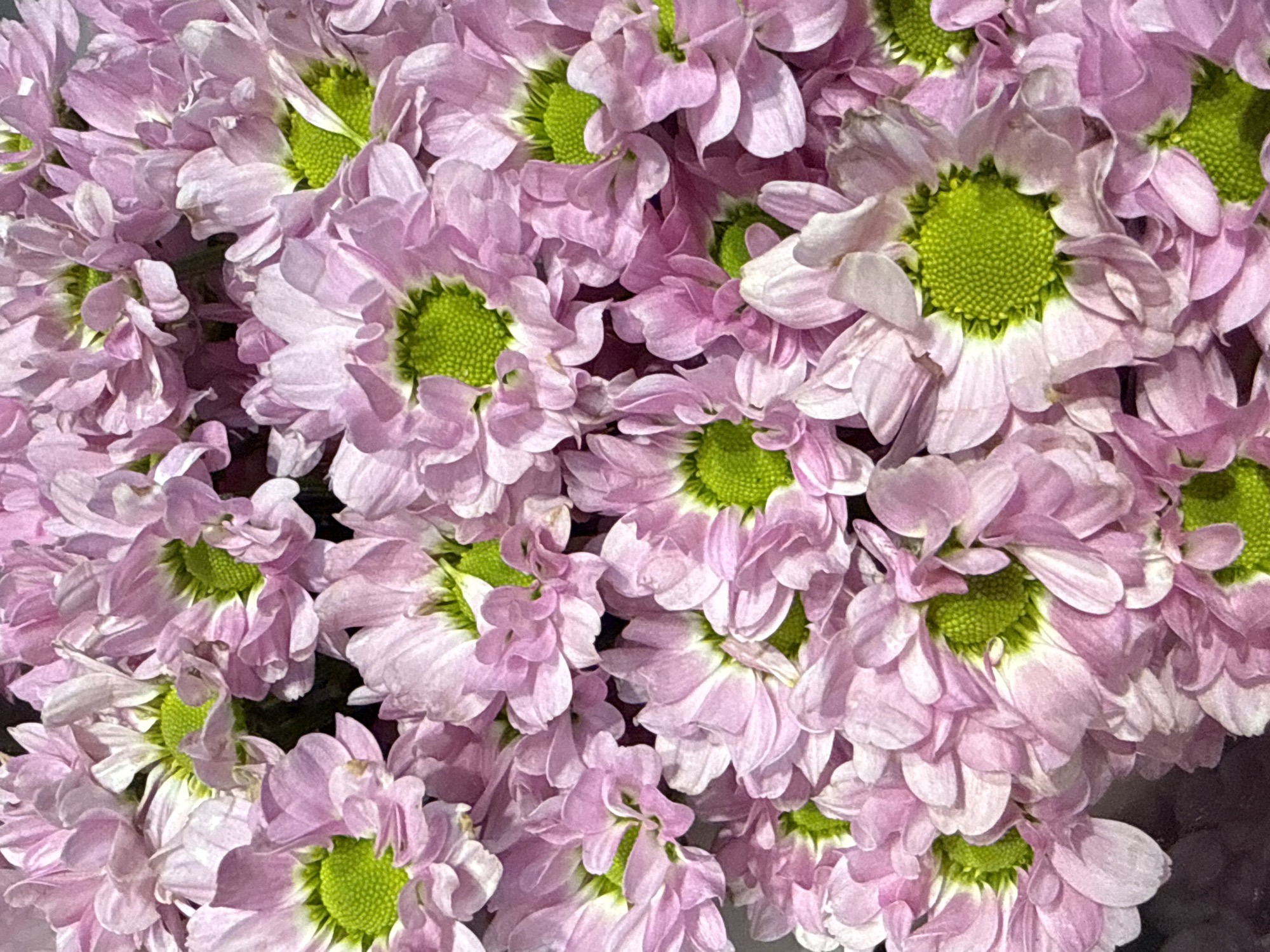 This is a close-up, top-down, indoor photograph of a dense bouquet of pink chrysanthemums. The flowers are tightly packed, with their delicate pink petals overlapping and obscuring much of the view. The centers of many of the chrysanthemums are a vibrant, textured green. The lighting appears to be natural or soft artificial light, creating gentle shadows that highlight the layered petals. No people or specific landmarks of Herzberg, Germany are visible in the image.
