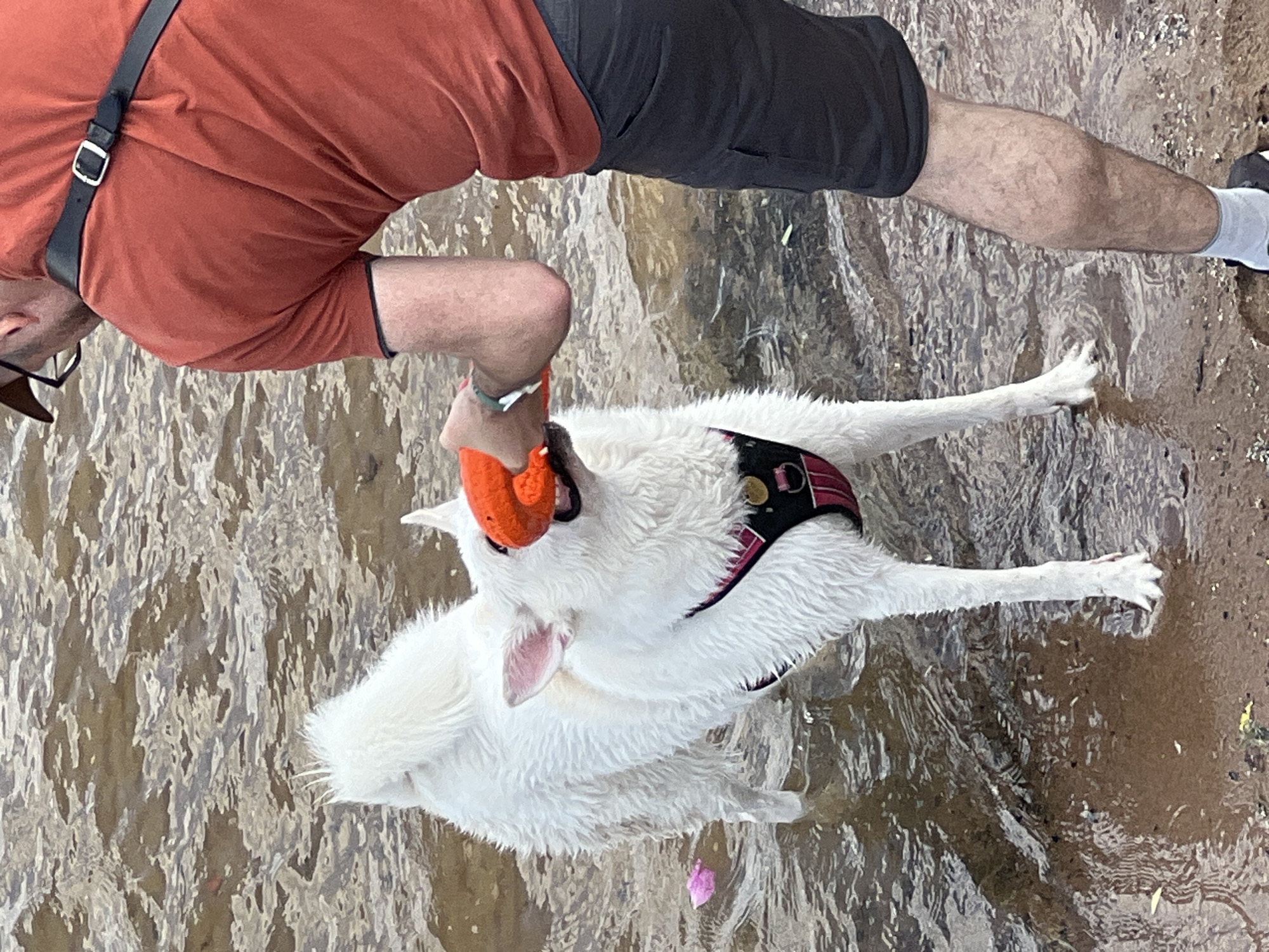 A white dog with a black and pink harness is playing tug-of-war with an orange toy in shallow, rippling water. The dog's fur is wet and matted. A person wearing a rust-colored t-shirt and dark shorts is on the right side of the frame, holding the other end of the toy and their arm is extended towards the dog. The person is wearing a belt with a silver buckle over their t-shirt. The water is murky brown with a sandy bottom visible in some areas. A small pink object, possibly a flower petal, floats in the water to the left of the dog. The lighting suggests it is daytime. The scene appears to be in a natural body of water, possibly a riverbank or shoreline in Saint Petersburg, Russia, with the water's texture and color indicative of such a location.