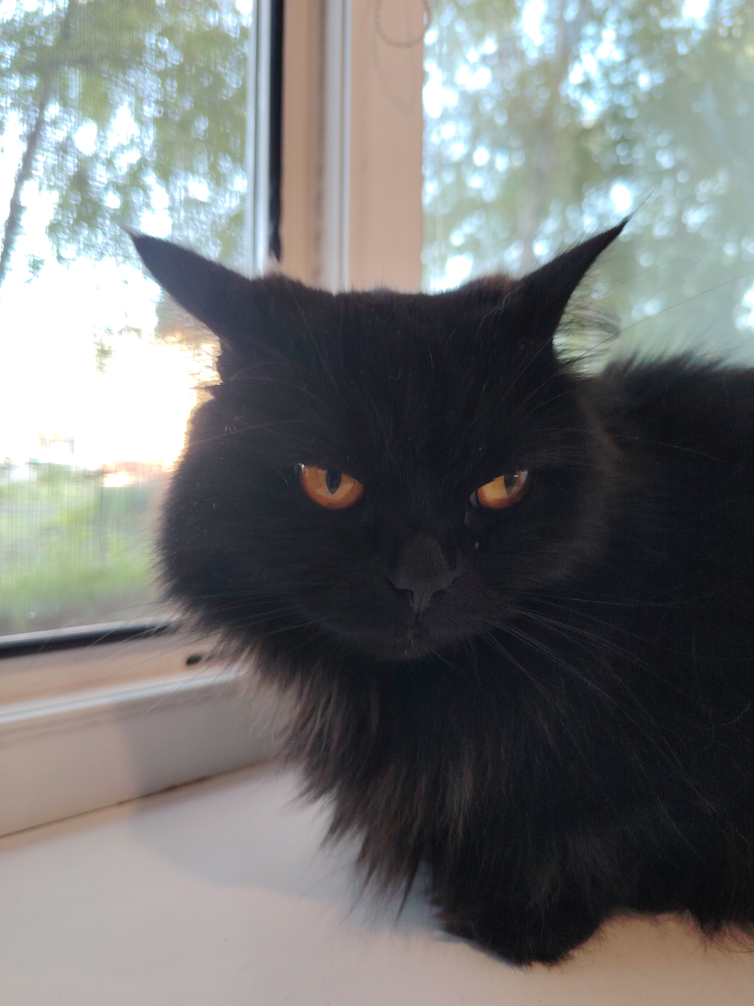 A black cat with amber eyes sits on a white windowsill, facing the camera. The cat's fur is long and fluffy, and its ears are pointed and alert. Through the window behind the cat, trees with green leaves and a bright sky are visible. The sunlight streaming in from the window creates a glow around the cat's head. The overall scene is serene and peaceful.