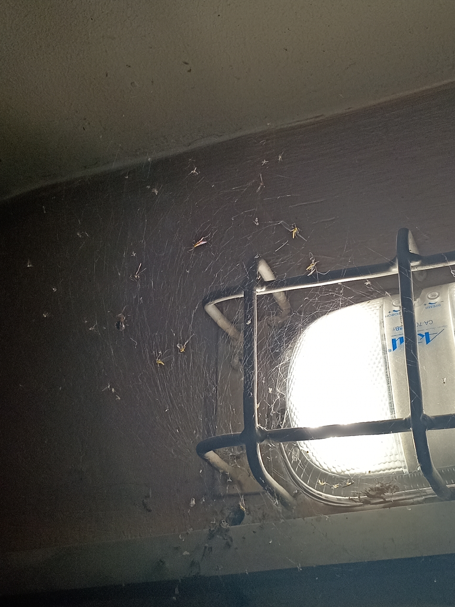 The image shows a close-up view of a light fixture and a wall, likely indoors or in a covered outdoor area, potentially in Novokuznetsk, Russia. The fixture is metal and encases a bright, illuminated light source, possibly a fluorescent tube. Extensive spiderwebs cover a significant portion of the scene, including the light fixture and the adjacent wall. Numerous small spiders are visible within the webs, scattered across the surfaces. Some appear to be actively moving. The environment is dimly lit, with the light from the fixture being the primary illumination source. The wall surface appears to be textured and possibly dusty. There are no people or animals other than spiders visible in the frame. The overall impression is one of neglect and the natural presence of arachnids in a man-made structure.