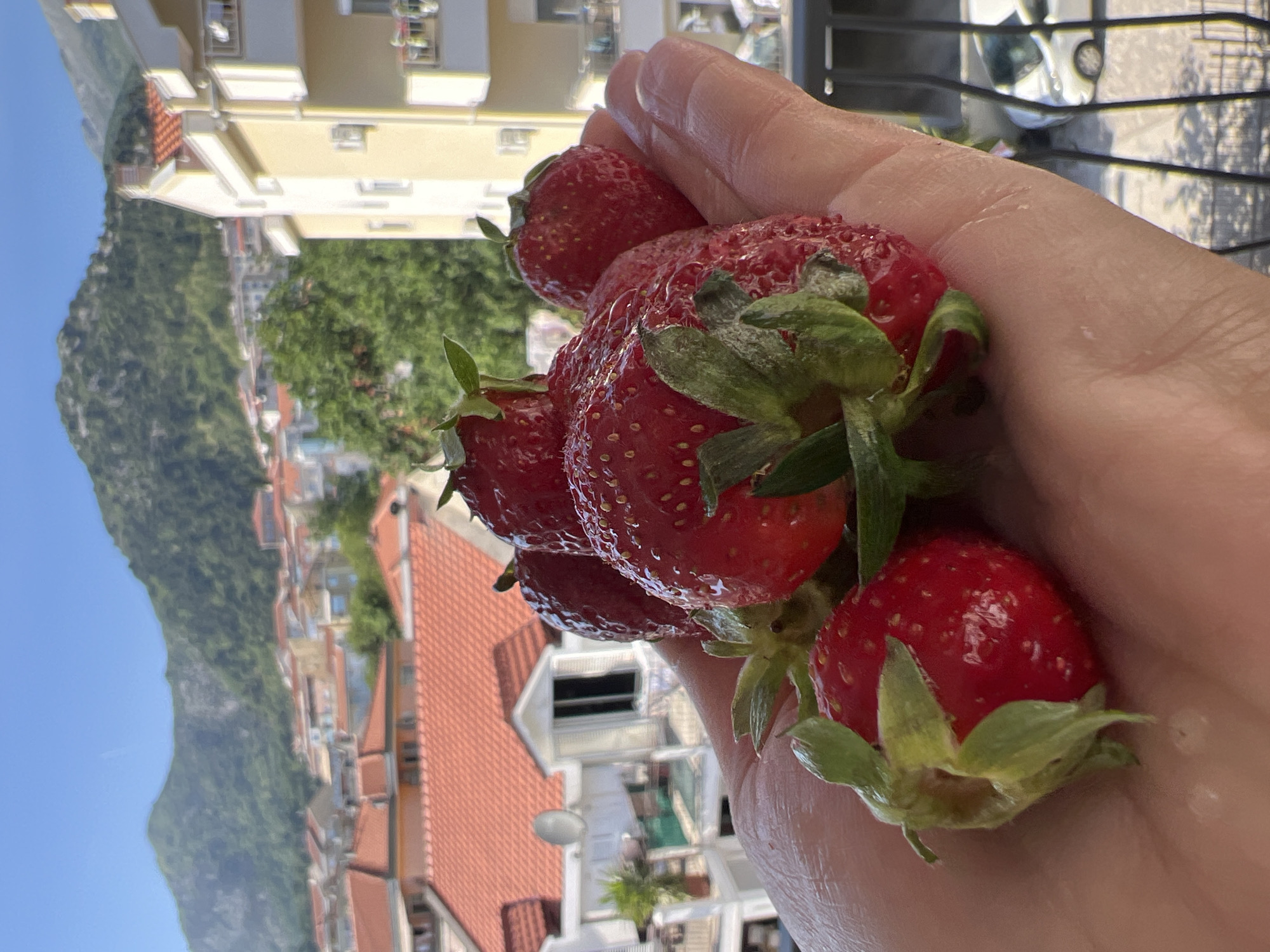 This media file, originally rotated 90 degrees counter-clockwise, captures a close-up of a person's hand holding a cluster of fresh, ripe strawberries against a scenic outdoor backdrop. The hand, appearing lightly tanned, cradles approximately seven to eight vibrant red strawberries, which are glistening with water droplets, indicating they have recently been washed. Each berry features its distinctive green calyx and tiny yellow seeds on its surface.
The background reveals a panoramic view of an urban landscape nestled at the foot of a large, verdant mountain or hillside, consistent with Budva, Montenegro. Numerous multi-story buildings with light-colored (cream or beige) facades and traditional terracotta-tiled roofs are visible, characteristic of Mediterranean architecture. Green trees and foliage are scattered throughout the town. The sky is a clear, bright blue, suggesting sunny weather during the daytime, likely morning or early afternoon. Strong sunlight illuminates the scene, highlighting the freshness of the fruit and the details of the buildings. No other individuals or text are visible in the image. The overall impression is one of fresh produce enjoyed in a beautiful, sun-drenched, coastal setting.