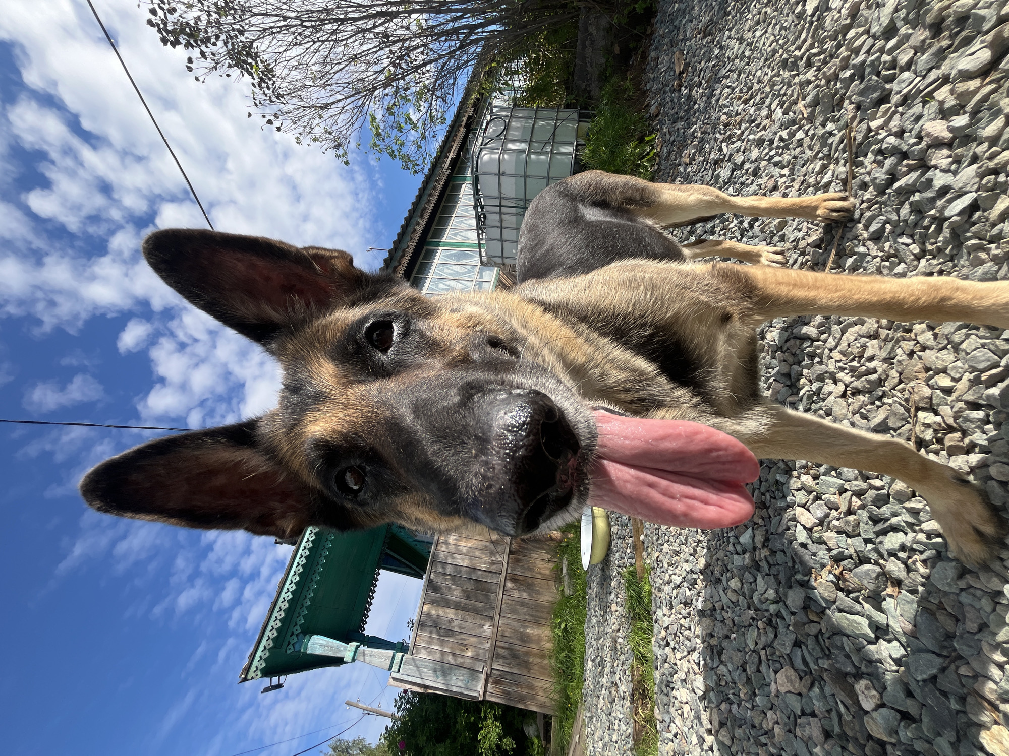 A German Shepherd dog is shown in a close-up, low-angle shot, its tongue hanging out. The dog stands on a gravel path. Behind it, a weathered wooden fence and a building with green decorative trim are visible. In the background, a large white water tank and trees are present. The sky is blue with scattered white clouds. The image appears to be taken outdoors in a rural or suburban setting, possibly in Nizhny Tagil, Russia, given the architectural style and the presence of a water tank, which are common in such areas.