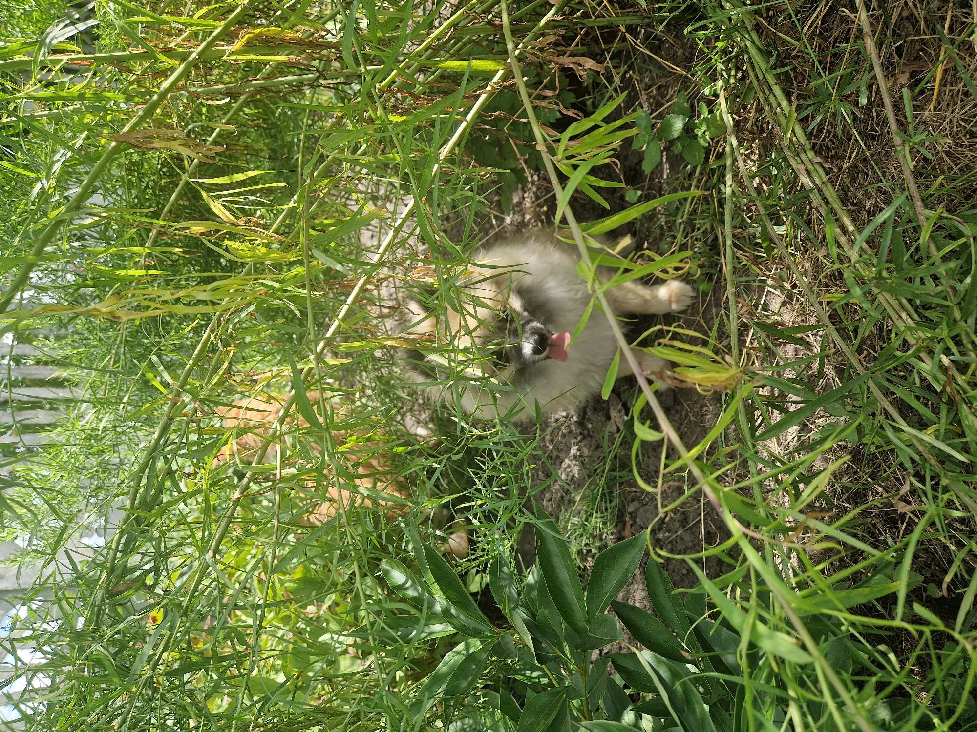 A small, fluffy dog with light brown and white fur is partially visible, peeking out from behind dense green foliage. The dog's tongue is sticking out, and its eyes are visible. The dog is positioned in the lower center of the image. The surrounding environment consists of tall green grass and other plants, with a wooden fence visible in the background. The ground appears to be dirt with some dry leaves. The scene is outdoors, under natural sunlight. The location is identified as Kalynove, Ukraine.
