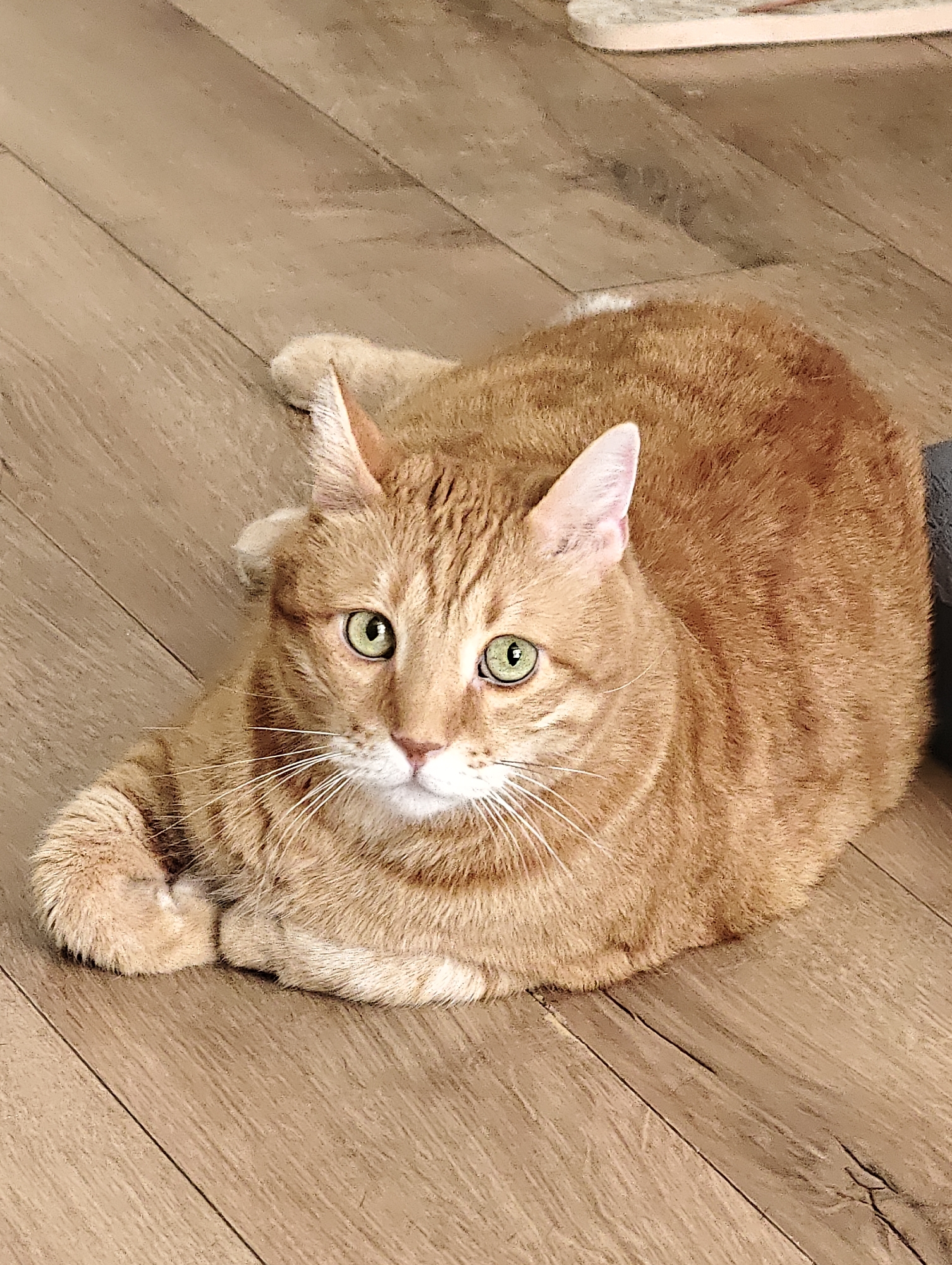 An orange tabby cat with green eyes is lying on a wooden floor. The cat is facing forward, with its paws tucked underneath its body. The floor is made of light brown planks. The background is out of focus, but appears to be an indoor setting. There are no people or other animals visible in the image. The image was taken in Petah Tikva, Israel.