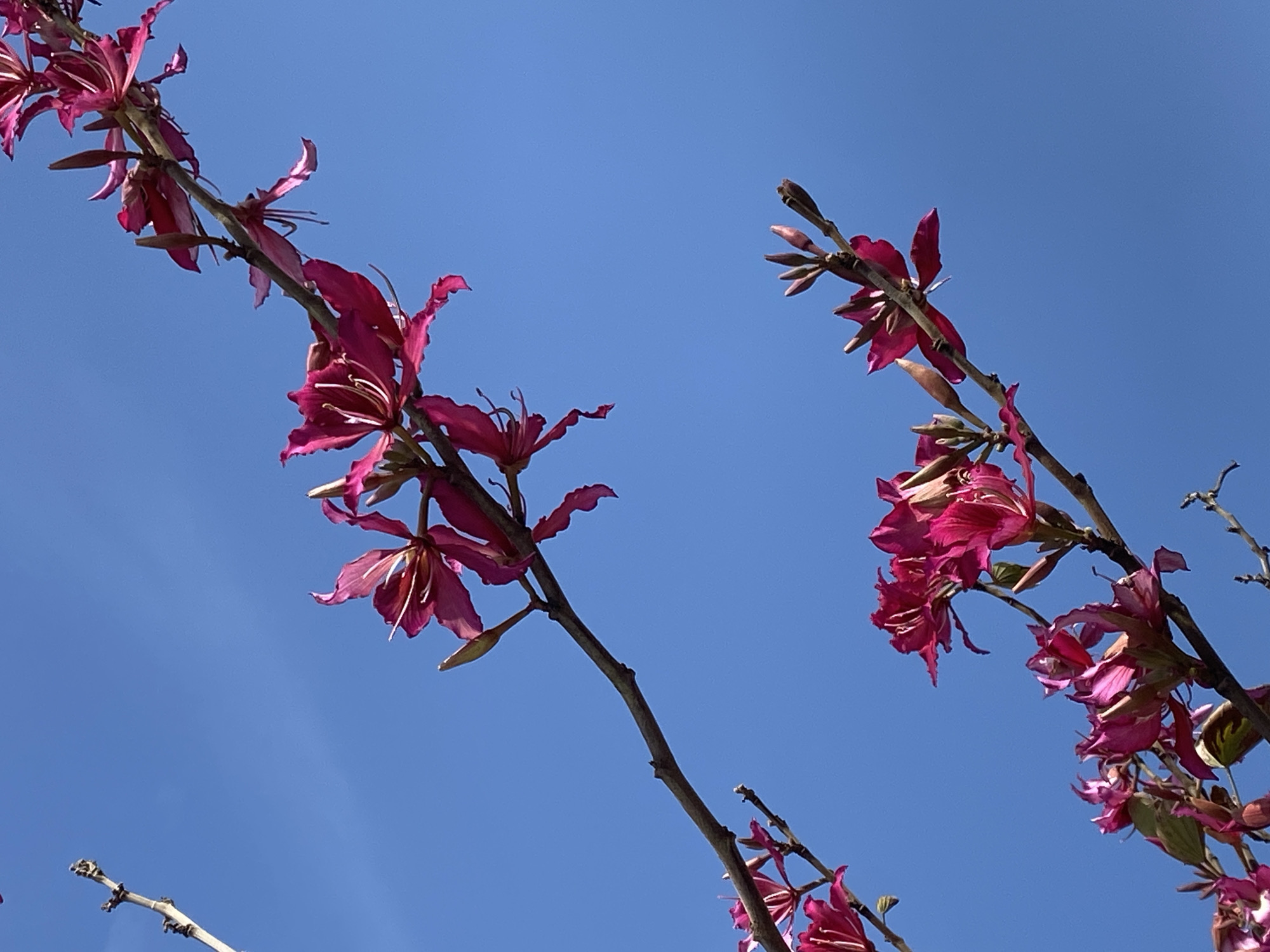 Two branches with pink flowers are set against a clear, cloudless blue sky. The branches are bare except for the blossoms. The flowers have long, curved petals and are concentrated at the ends of the branches. The scene appears to be photographed from a low angle, looking up at the branches and sky. The location is Alanya, Turkey.