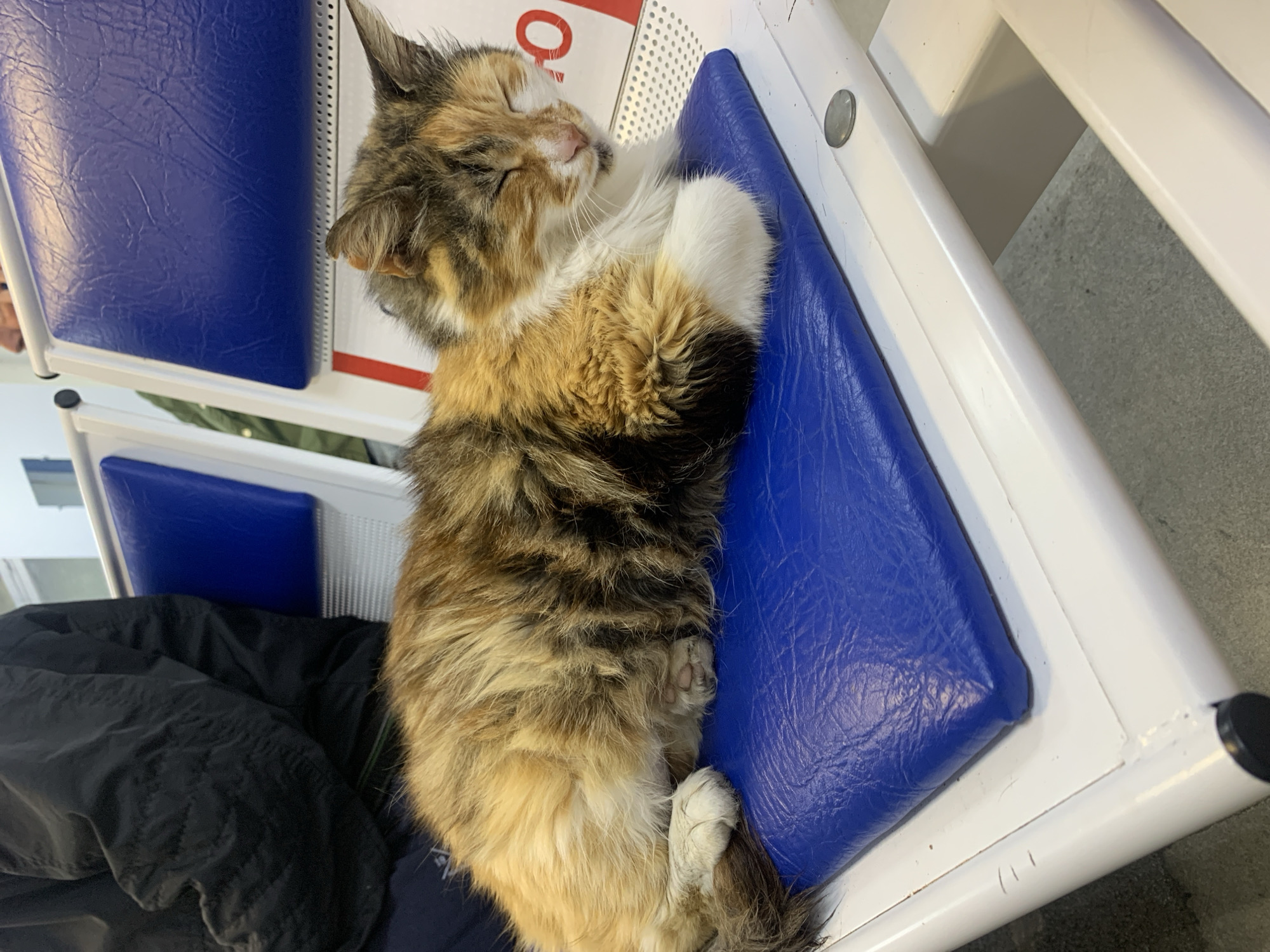 A tortoiseshell cat is sleeping on a blue bench seat in an Unknown, Unknown location. The cat is lying on its side, with its eyes closed and front paws tucked close to its face. The bench is made of white metal. The cat is resting on a jacket.