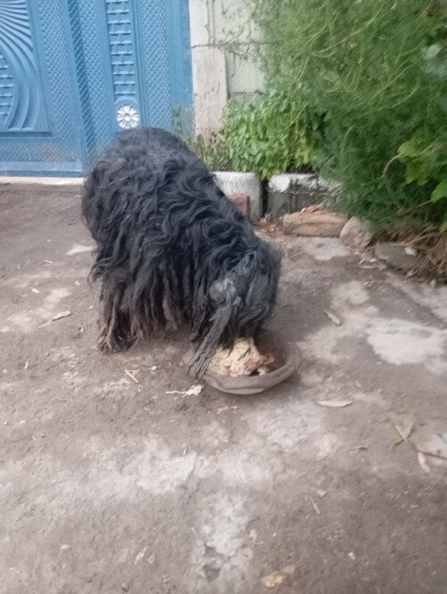 A black dog with long, matted fur is eating from a shallow dish placed on the ground. The dish contains light-colored food. The dog is positioned in the foreground, with its head down, obscured by its thick fur. Behind the dog, a blue metal door with a decorative pattern is visible on the left. To the right of the door and behind the dog, there are green bushes and a concrete wall. The ground appears to be dirt and concrete. The overall environment suggests an outdoor setting in a residential or industrial area. The image appears to have been taken in Chimbay, Uzbekistan.