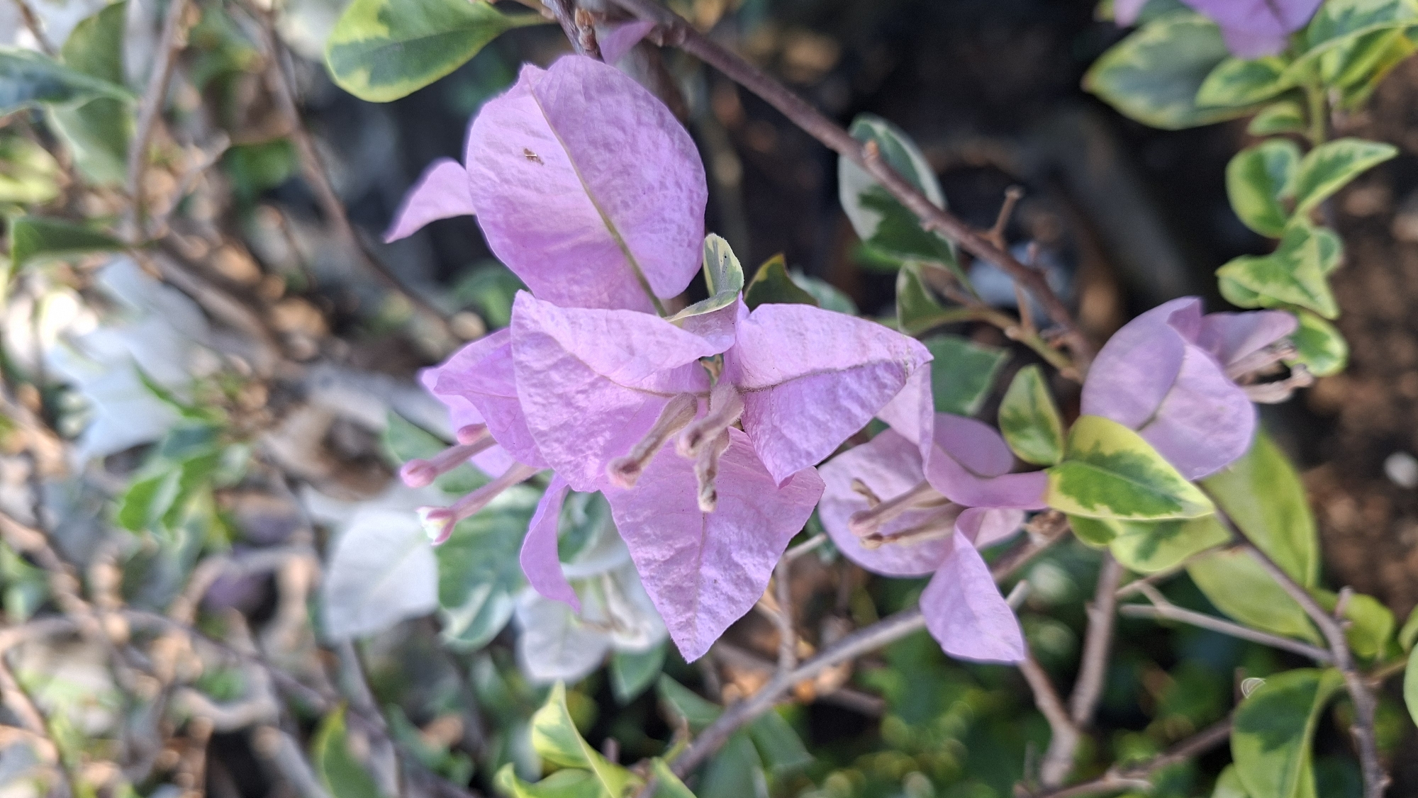A close-up, vertical shot shows a cluster of light purple bougainvillea flowers in bloom. The flowers are delicate and papery in texture, with prominent stamen in the center. The background is a blur of green leaves, brown branches, and hints of white flowers. The lighting suggests it is daytime, possibly late afternoon due to the soft shadows. The image is taken outdoors, with the plants appearing to be in a garden or natural setting. Without specific landmarks or context, pinpointing the exact location within Palembang, Indonesia is not possible, but it is likely a residential garden, a park, or a public green space.