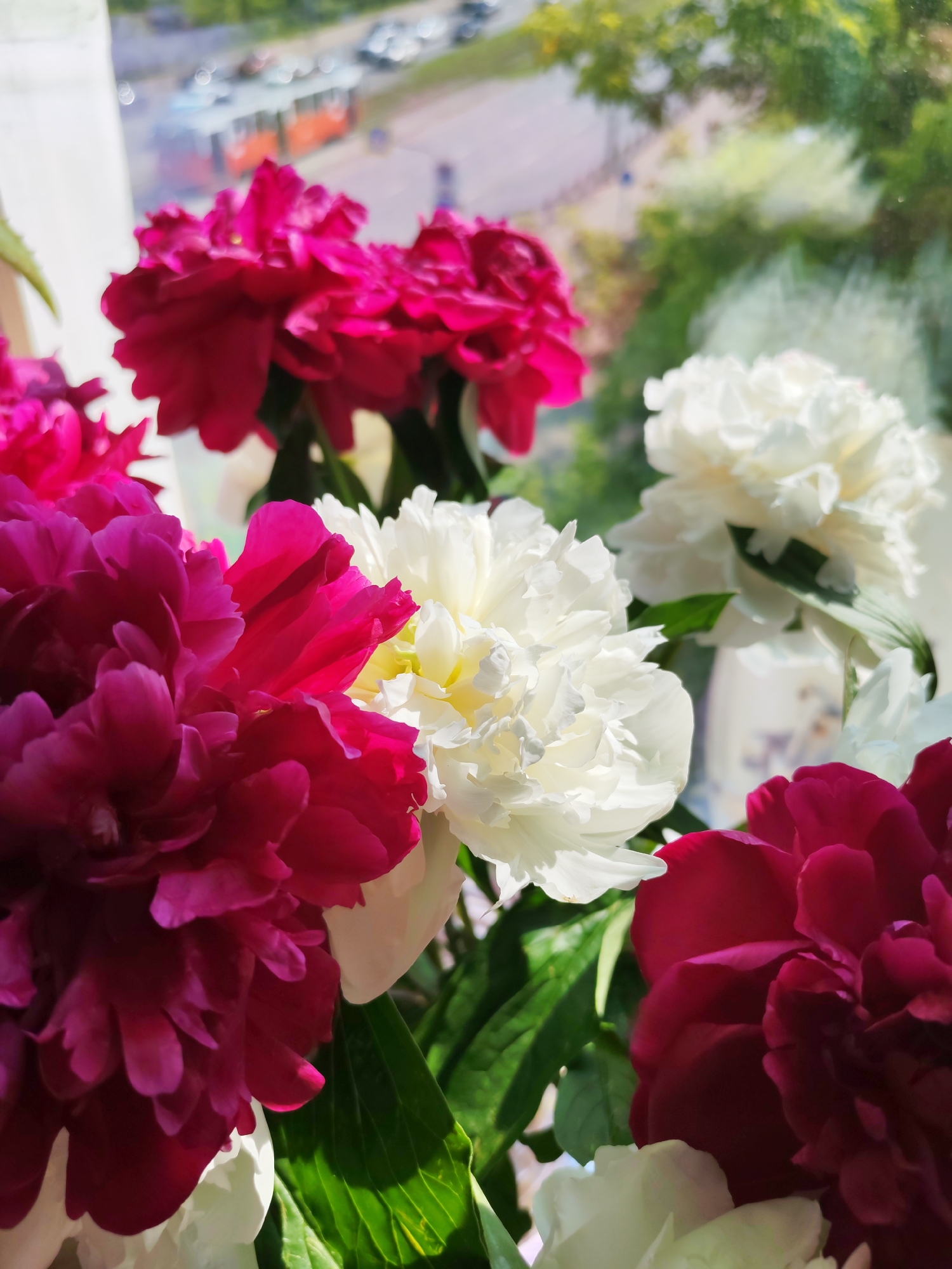 A close-up shot focuses on a bouquet of vibrant peonies, a mix of deep pink and pristine white, arranged on a windowsill. Through the window, a blurred urban scene unfolds, with hints of a tram and parked cars suggesting a city environment. The soft light filtering through the window illuminates the delicate petals of the flowers, creating a gentle bokeh effect in the background. The scene appears to be set in a residential area of Izhevsk, Russia, given the context provided.
