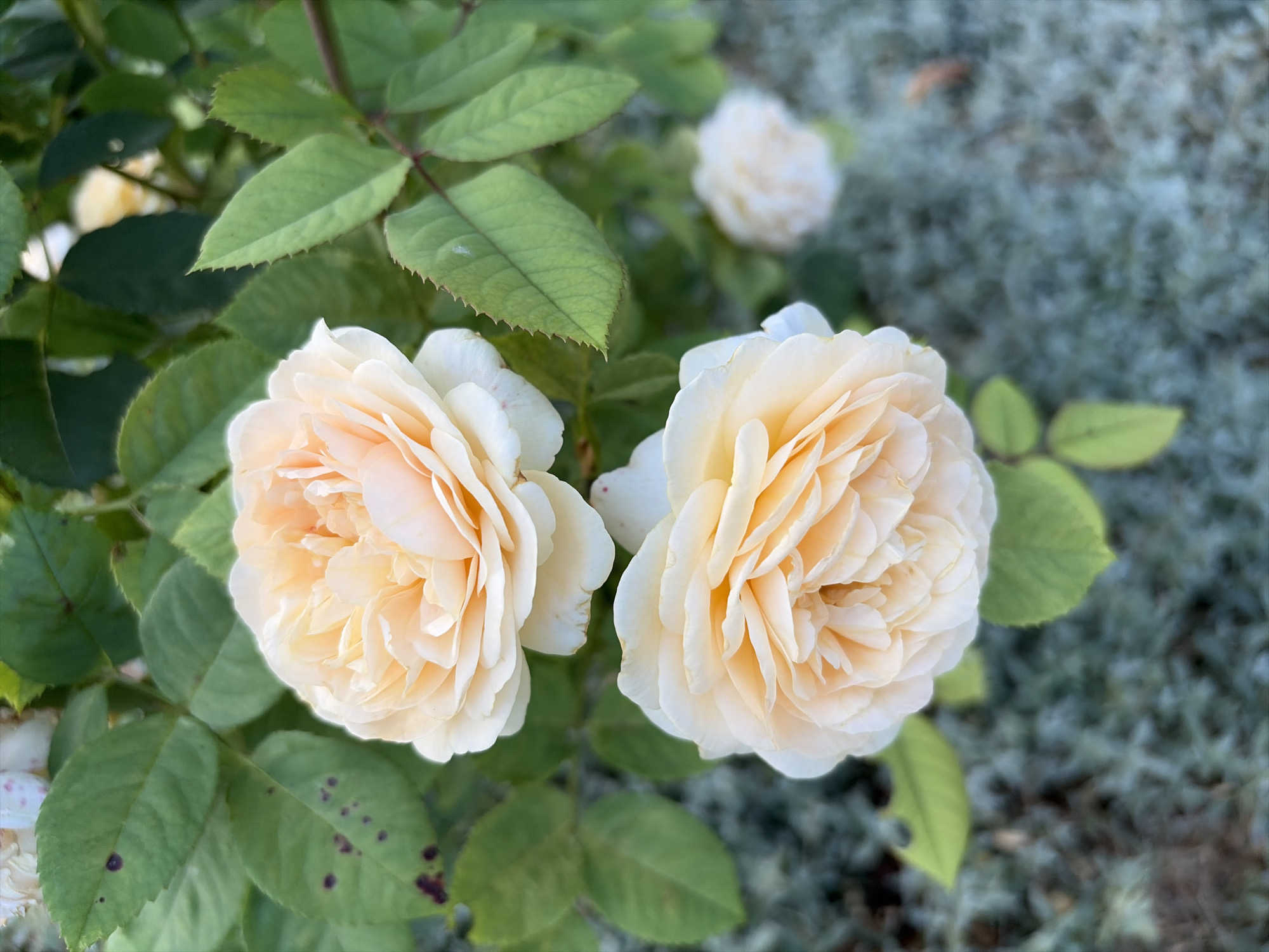 The image depicts a close-up view of two light peach-colored roses in bloom, set against a backdrop of green foliage and a blurred, frosted ground cover. The roses are the primary subjects, with intricate petal structures visible. The leaves of the rose bush are a vibrant green, some displaying small dark spots. In the background, another out-of-focus rose is visible, along with hints of more greenery. The ground is covered in a light frost, giving it a muted, bluish-gray appearance. There are no people or animals present in the image. The scene appears to be an outdoor garden setting. The location within Oxentea, Moldova is not discernible from the visual information provided.