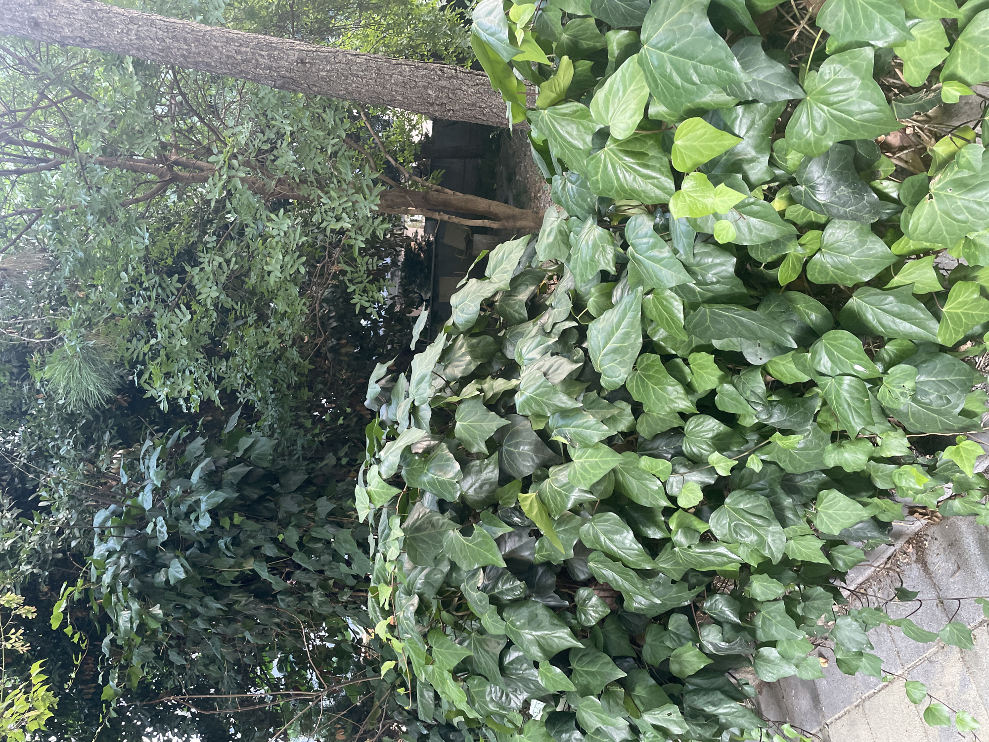 The image depicts a dense, verdant scene of ivy and other foliage in an outdoor urban setting. In the foreground, a thick carpet of glossy, dark green ivy leaves covers a mound, spilling over onto a grey, textured pathway or sidewalk to the left. The ivy exhibits a variety of leaf shapes and sizes, with some lighter green new growth visible. Behind the ivy, a tree trunk with rough, grey-brown bark rises vertically on the right side of the frame. Further into the background, more trees with varied leaf textures and shades of green are visible, suggesting a natural area within a city. The lighting indicates it is daytime, with dappled sunlight filtering through the leaves. No people or animals are present in the image. The general impression is of a well-established green space, possibly a garden or park area, within the city of Kadıköy, Turkey.