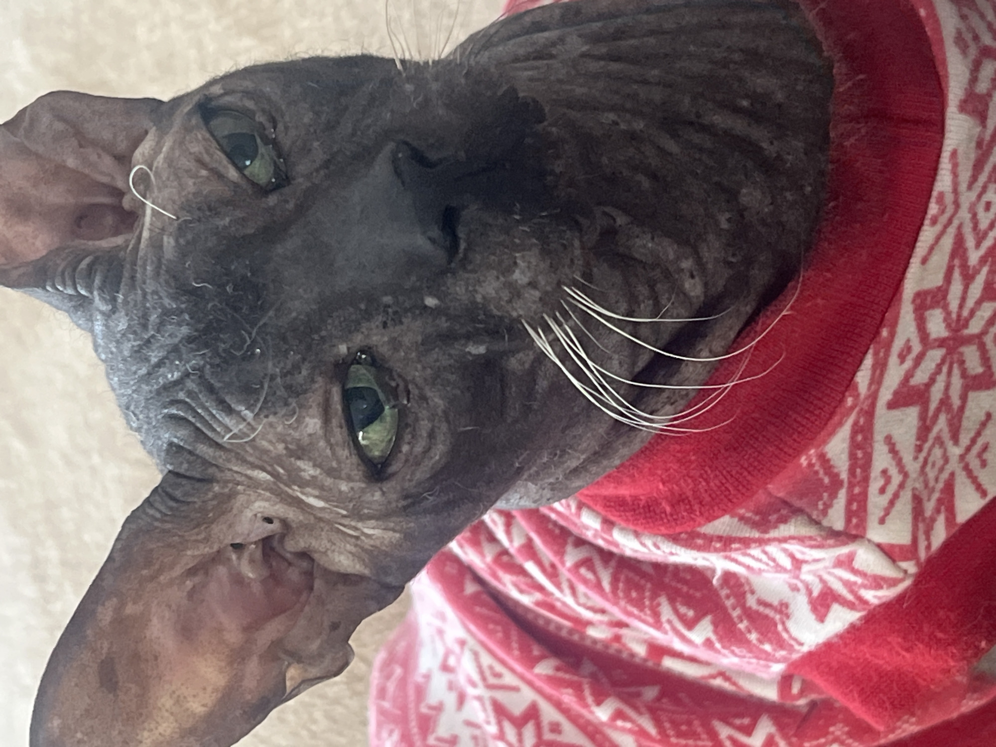 A close-up shot of a dark gray Sphynx cat, wearing a red and white patterned shirt. The cat is looking directly at the camera with green eyes. The cat's face is wrinkled, and it has white whiskers. The environment is out of focus and beige. The city is not discernible, so a location in Votkinsk, Russia, cannot be determined.