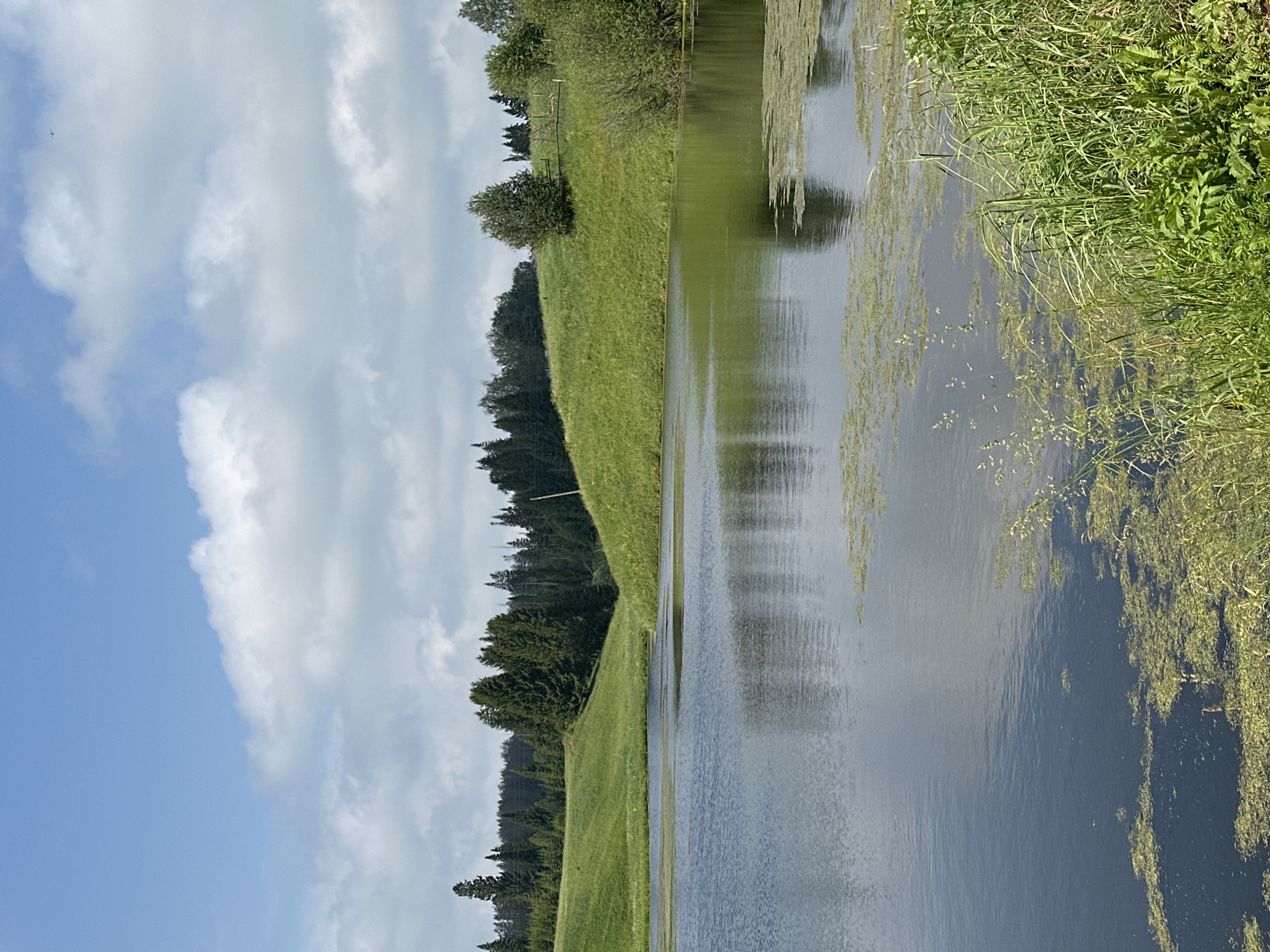 The image depicts a natural landscape with a body of water in the foreground and rolling green hills in the background under a partly cloudy sky. The water is calm and reflects the sky and surrounding scenery. Patches of green algae are visible on the surface of the water. Tall green grass and various plants line the edge of the water on the right side of the image. The hills are covered in lush green grass and are dotted with trees, primarily coniferous, forming a dense forest along the horizon. A few scattered trees and shrubs are also present on the hills. The sky is a bright blue with scattered white clouds. There are no people or man-made structures clearly visible in the image, suggesting a rural or natural setting. The location is described as being in the city of Sredneye Kechevo, Russia.