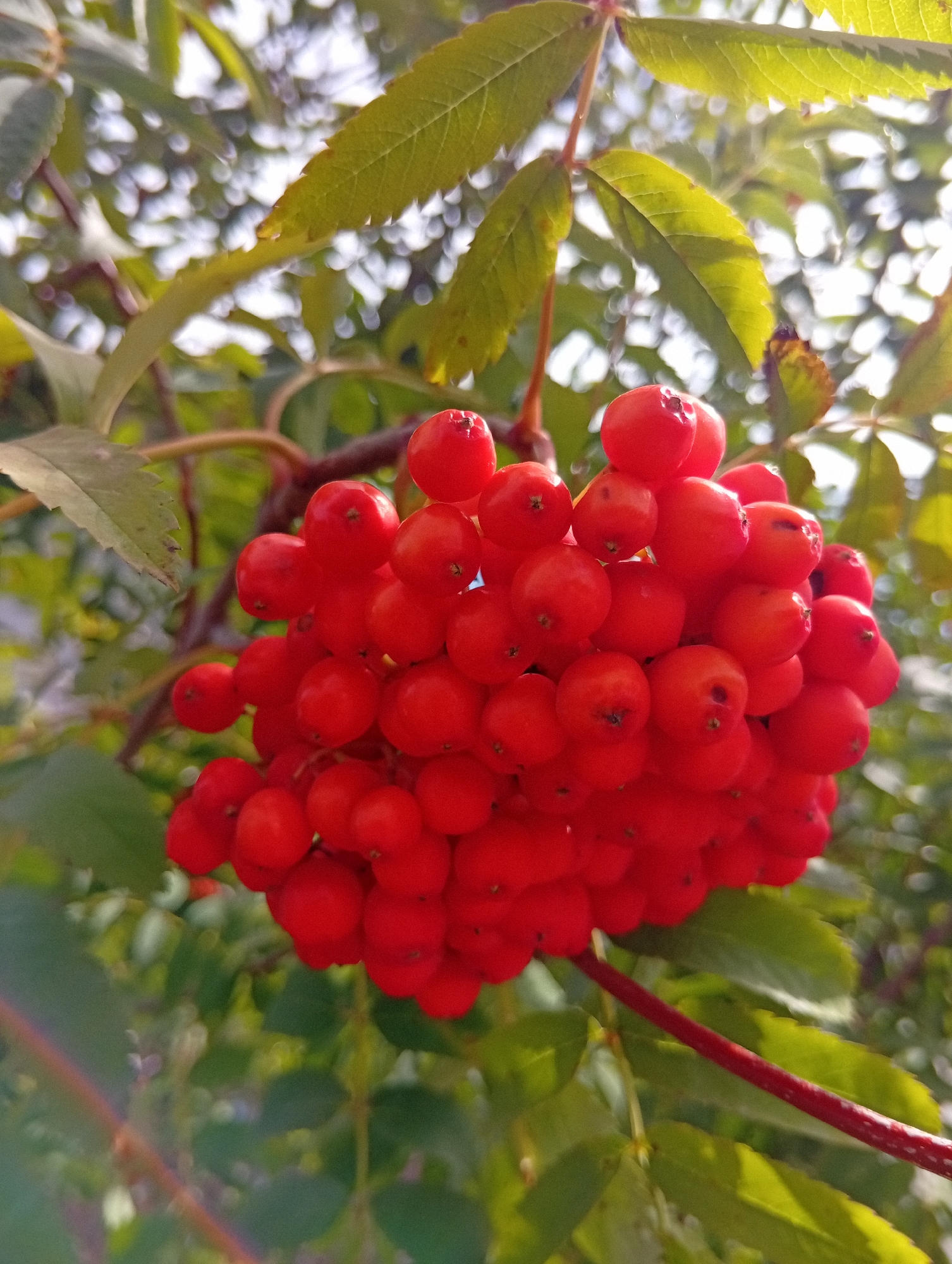A close-up, low-angle shot captures a cluster of bright red berries, likely rowan berries, hanging from a branch. The berries are small, round, and packed tightly together, creating a vibrant mass of color. Several green leaves are visible, some slightly out of focus, framing the berry cluster. The background is a blur of green foliage and dappled sunlight, suggesting an outdoor natural setting. There are no people or animals present in the image. The lighting indicates it is daytime, with sunlight filtering through the leaves. The scene is static, focused solely on the berries and their surrounding foliage. This image was captured in Wilczyce, Poland.