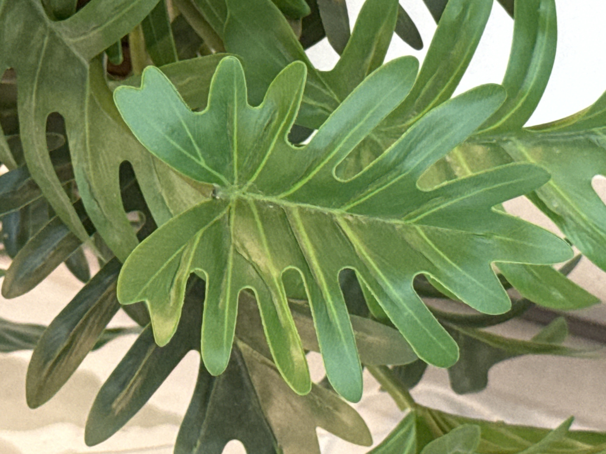 The image shows a close-up view of a large, green, tropical plant with deeply lobed leaves. The leaves have prominent veins and are a vibrant green color, with some lighter green or yellowish streaks. The plant appears to be indoors, possibly in a home or a botanical garden, with a neutral-colored background that is out of focus. There is no indication of the city of Ob, Russia in the image.
