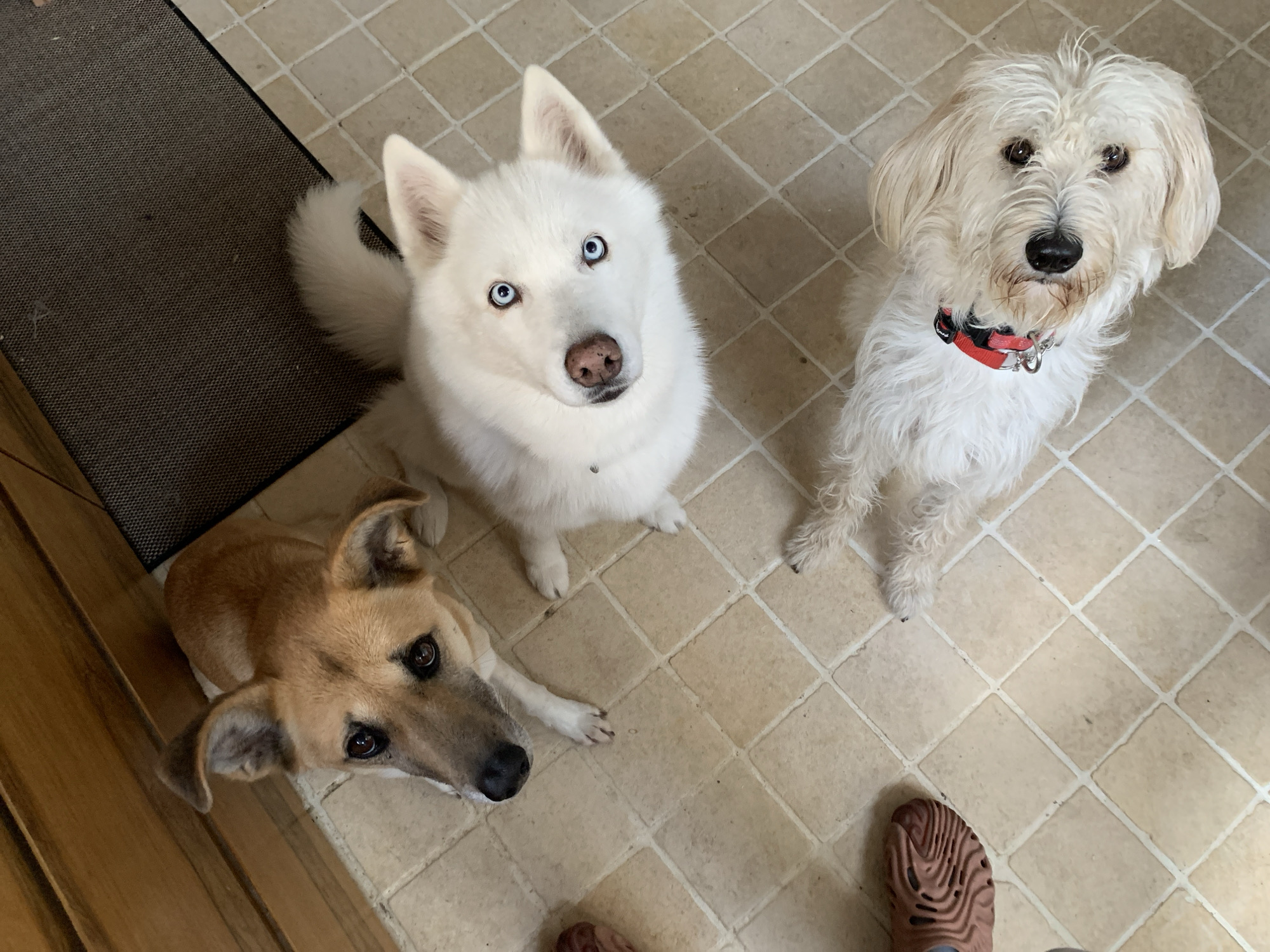 An overhead view depicts three domestic dogs situated on a light beige tiled floor with white grout. In the upper left background, light brown wooden cabinetry or paneling is visible, while a dark grey textured mat is present in the upper right. A medium-sized, short-haired, tan-colored dog with erect ears and dark eyes stands in the upper left, gazing upwards. Adjacent to it, a medium-sized, white-furred dog with pointed ears and prominent blue eyes is positioned, looking upwards. In the lower right, a small, long-haired, cream-colored dog, wearing a red collar, lies on the floor and looks upwards. A human foot, encased in a patterned, brown sandal, is partially visible in the lower left quadrant. The dogs' collective upward gaze indicates interaction with an unseen subject above the frame. There are no identifiable features within the image to specify the location as Tel-Aviv, Israel.