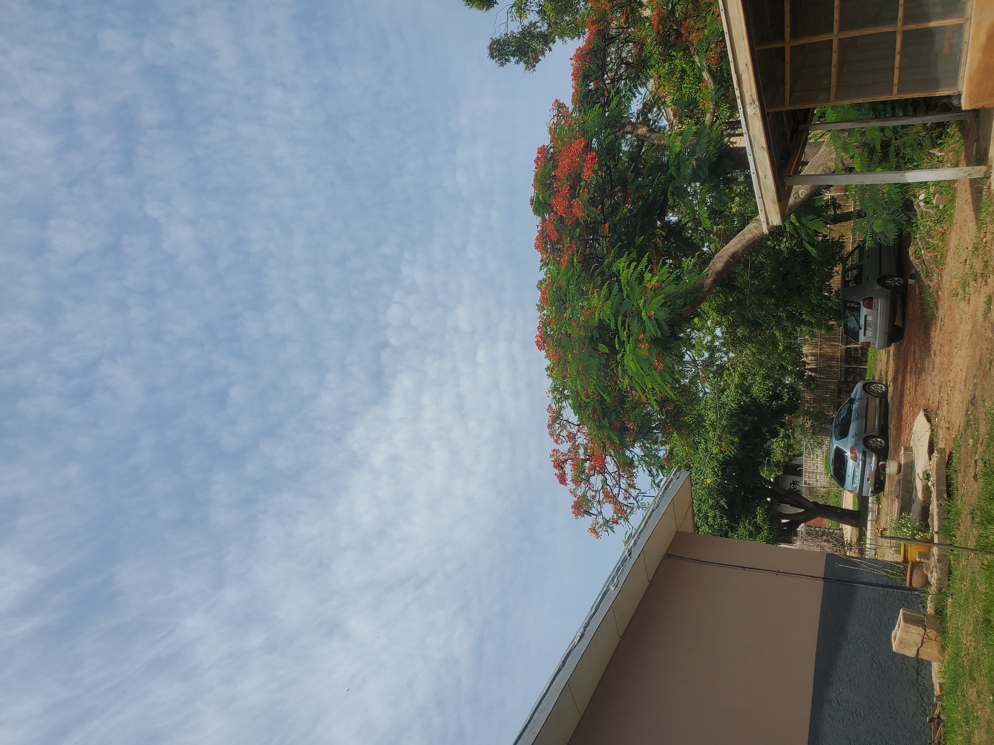 The image depicts an outdoor scene under a sky with scattered, wispy clouds. In the foreground, to the left, is the side of a building with a beige upper wall and a dark grey lower section. A pitched roof with a grey trim is visible. In front of the building, a small pile of concrete blocks and some potted plants sit on a patch of grass.
To the right of the building, a dirt path leads further into the scene. Two cars are parked on this path. The car on the left is a silver hatchback, and the car on the right is a lighter grey hatchback. Both appear to be stationary.
Dominating the midground is a large tree with vibrant red flowers and green foliage. The tree's branches arch over the path and extend towards the right side of the frame. Behind the tree, other trees and vegetation are visible, suggesting a somewhat rural or suburban environment. To the far right, a simple open-sided structure with a wooden frame and what appears to be glass or plastic panels in the walls is partially visible.
The overall environment suggests a sunny day, likely in a residential or semi-commercial area. Given the context of Jos, Nigeria, this could be a scene from a neighborhood with a mix of residential buildings, vegetation, and open spaces. The style of the buildings and the type of vegetation are consistent with what might be found in that region.