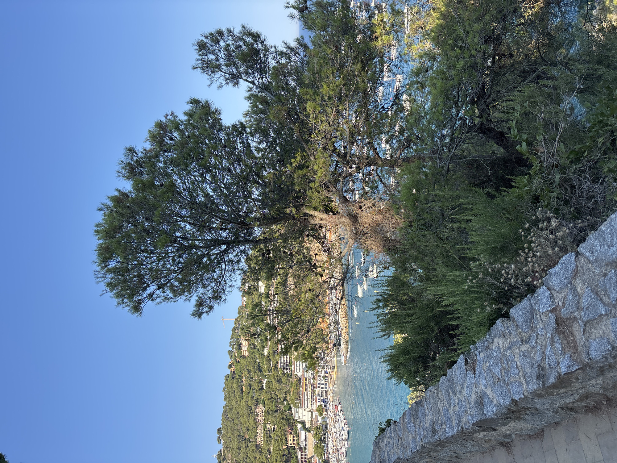 The image shows a view of the harbor of Llafranc, Spain, from an elevated position. In the foreground, a rough stone wall runs along the edge of a pathway, with dense green bushes growing behind it. A large pine tree with pinecones is prominent in the mid-ground, its branches partially obscuring the view of the harbor. The harbor itself is filled with numerous white boats of various sizes. In the background, a hillside is covered with green trees and dotted with white buildings, characteristic of a coastal town. The sky is a clear, bright blue. The overall scene is serene and picturesque, capturing a typical Mediterranean coastal landscape.