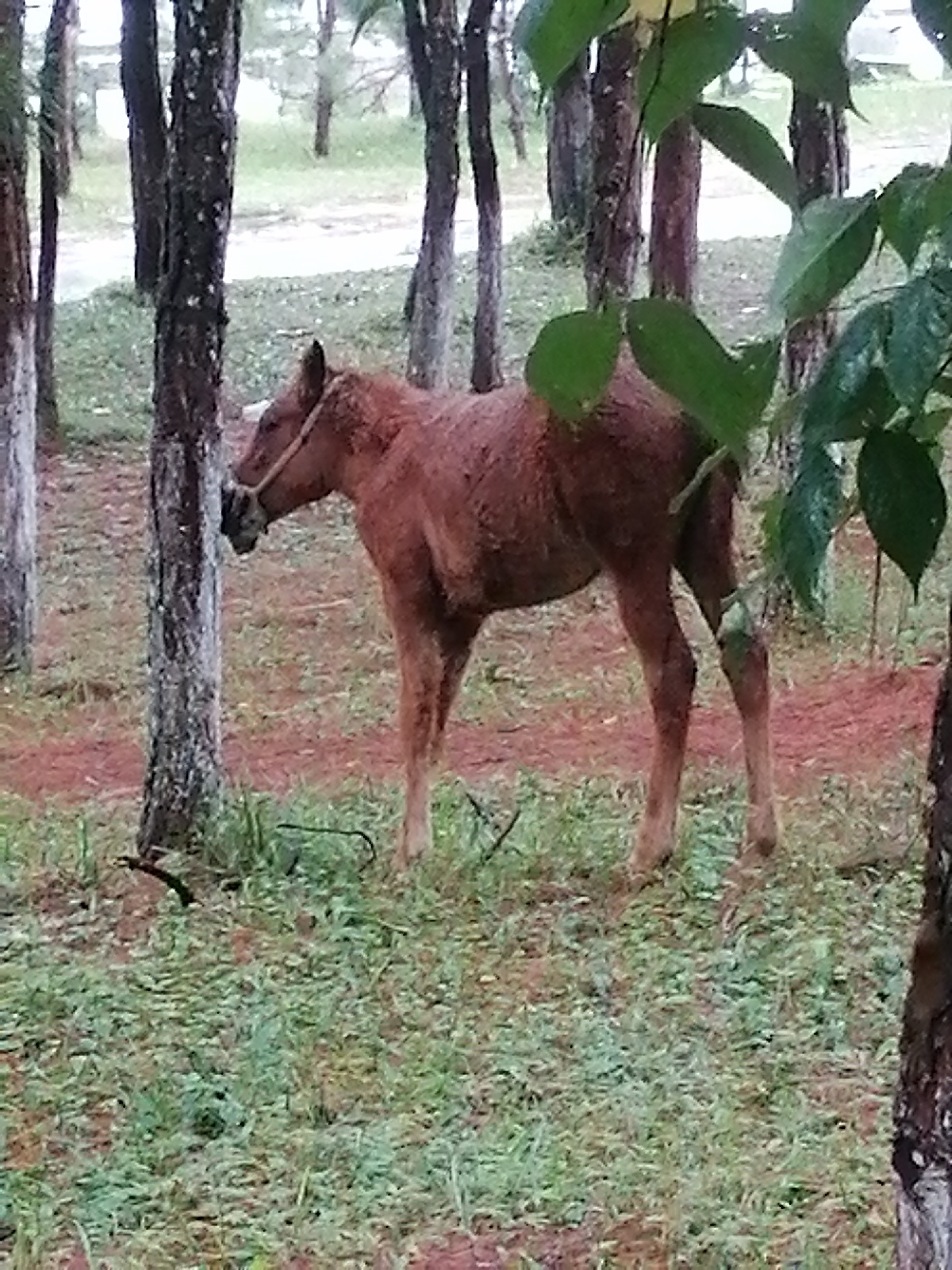 A brown horse stands in a grassy area with trees. The horse is facing left and appears to be wearing a halter. The ground is covered with green grass and patches of red soil. The background shows more trees and foliage. The image appears to be taken in an outdoor setting, possibly a park or a rural area.