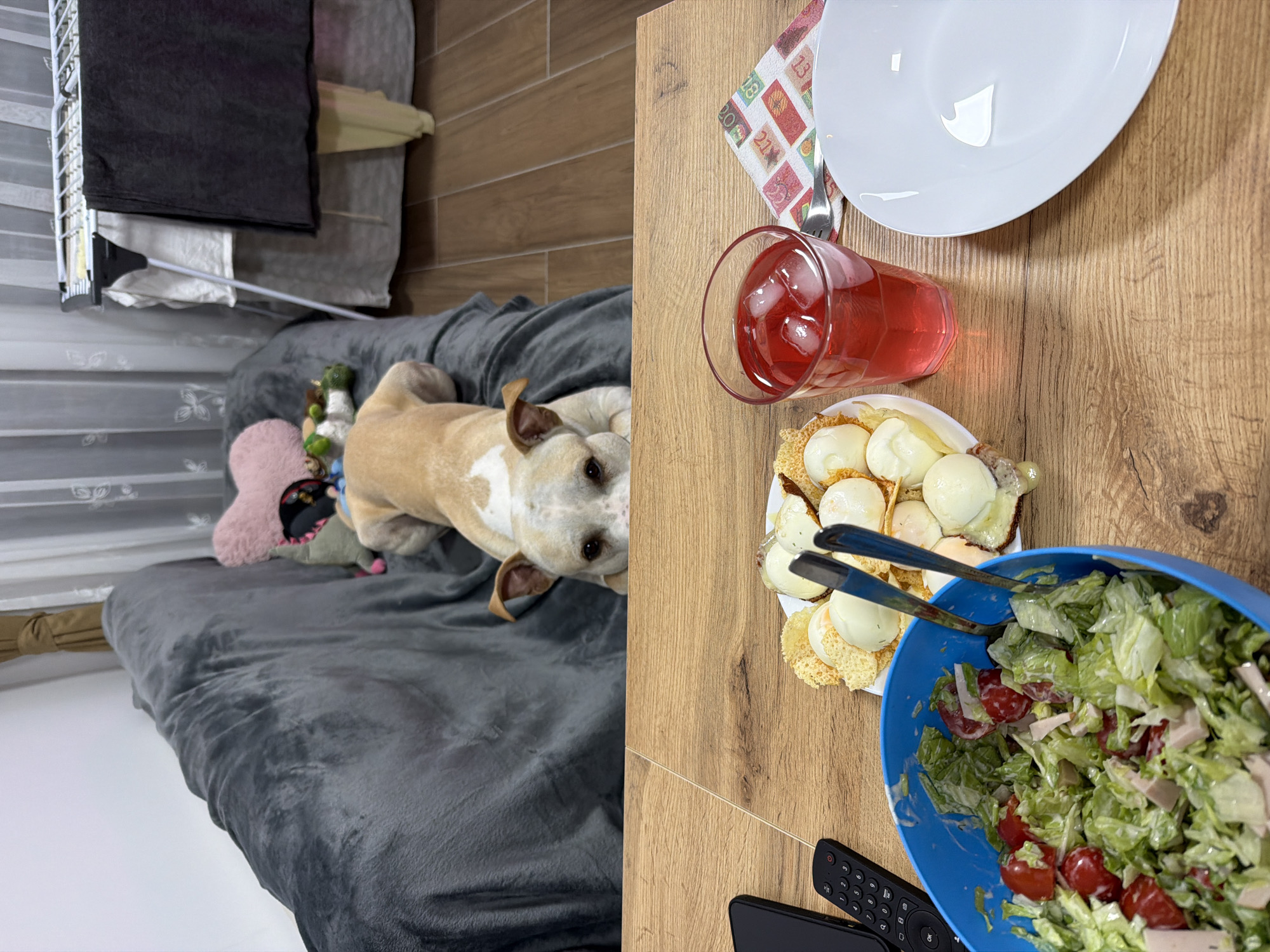 A tan and white pit bull-type dog lies on a grey blanket on a sofa, looking towards the camera. In front of the sofa is a wooden table with a blue bowl of salad, a plate of hard-boiled eggs with toast, a glass of red liquid with ice, and a white plate. A cell phone and remote control are also on the table. The setting appears to be a living room. This scene is not specific to the city of Plovdiv, Bulgaria.